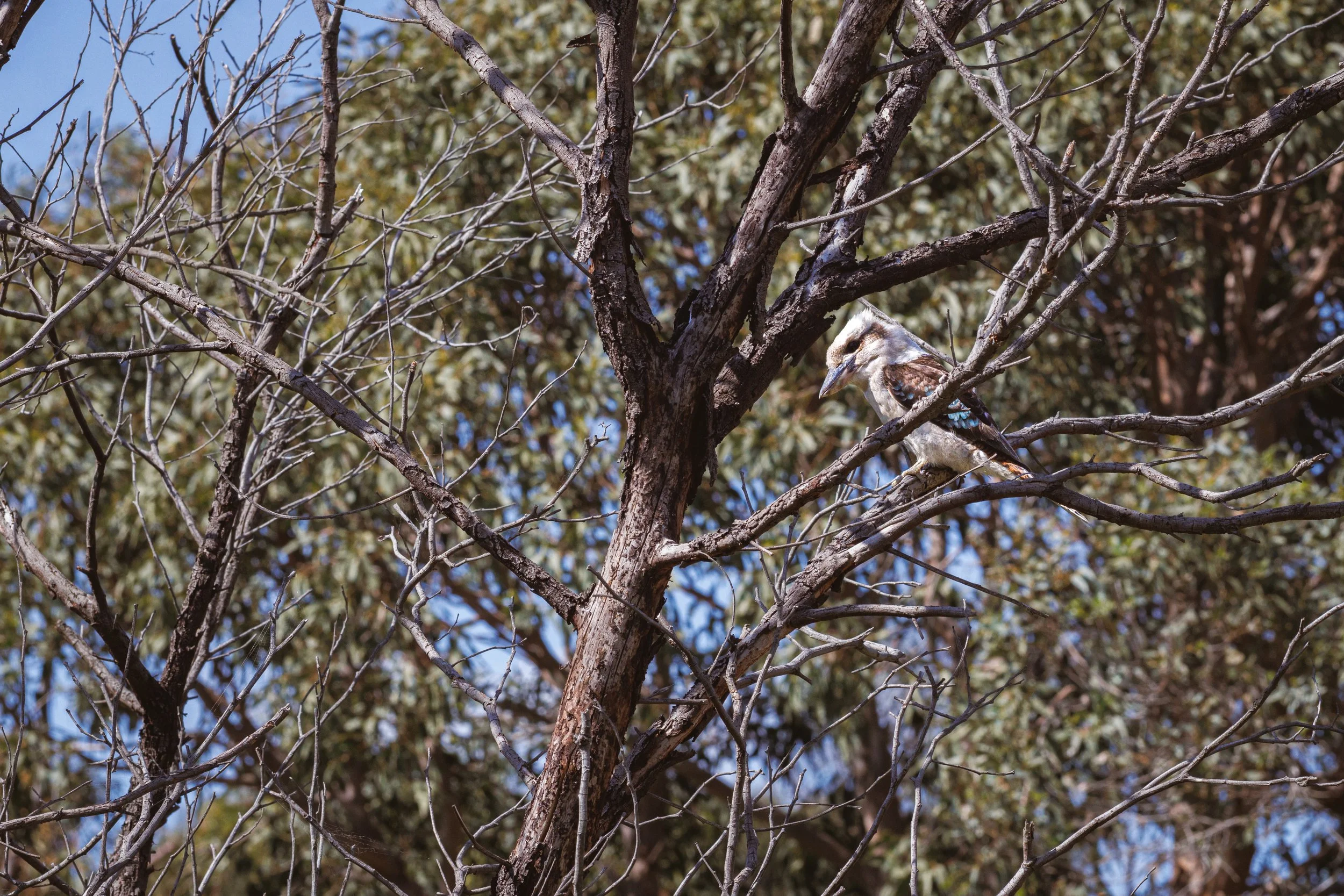  Laughing Kookaburra | The Pines Flora and Fauna Reserve | Native (Least Concern)