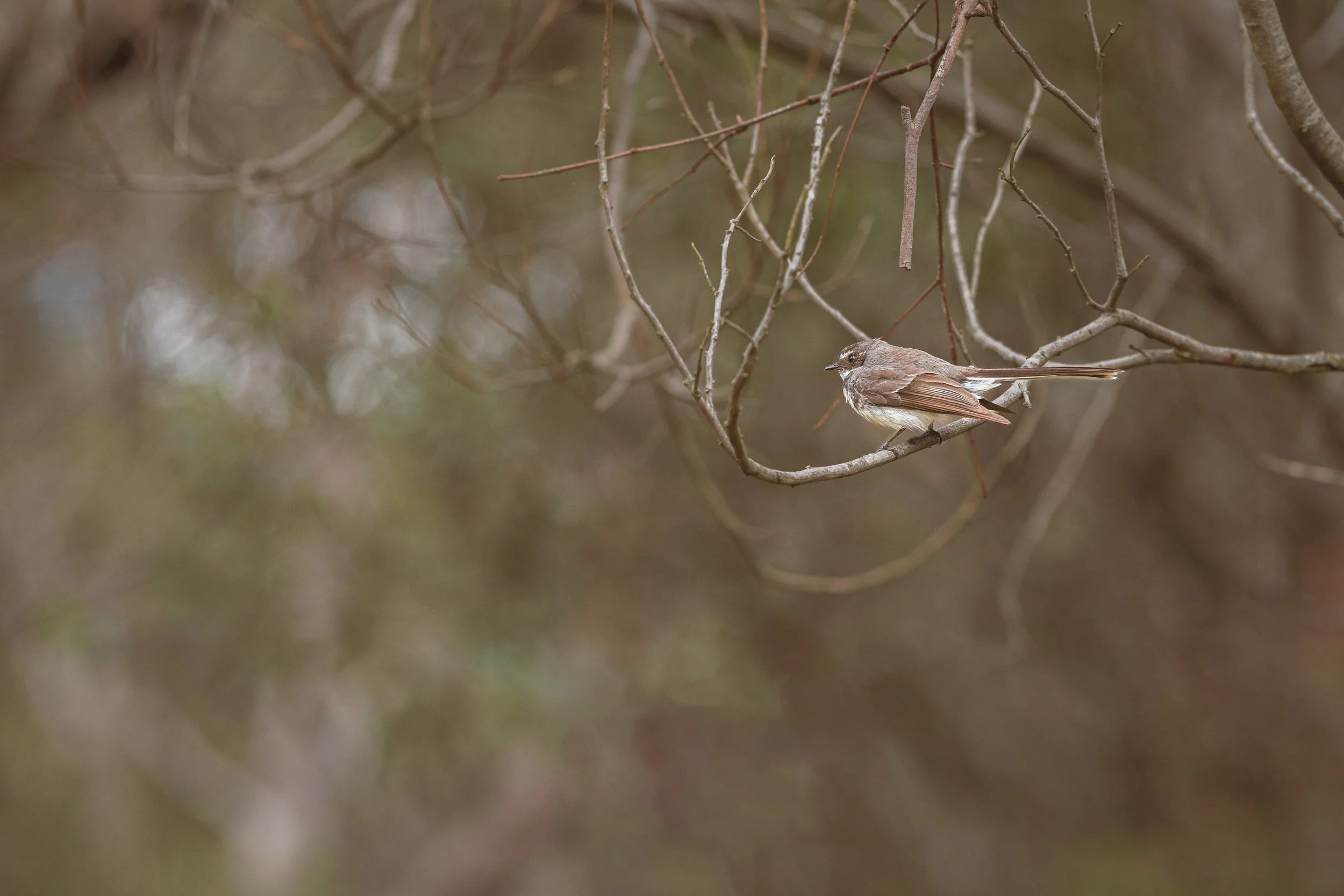  Grey Fantail | The Pines Flora and Fauna Reserve | Native (Least Concern)