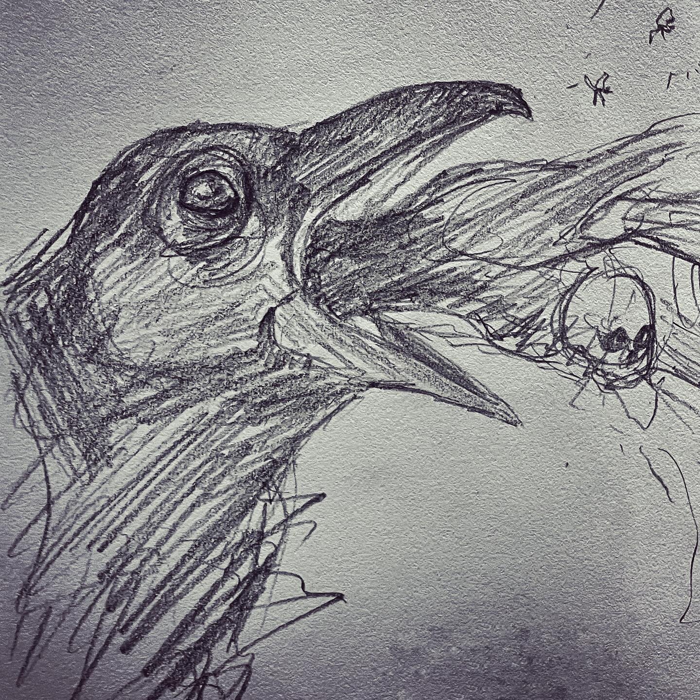 Something is starting&hellip; 
🐦&zwj;⬛
#crow #drawing #pencildrawing