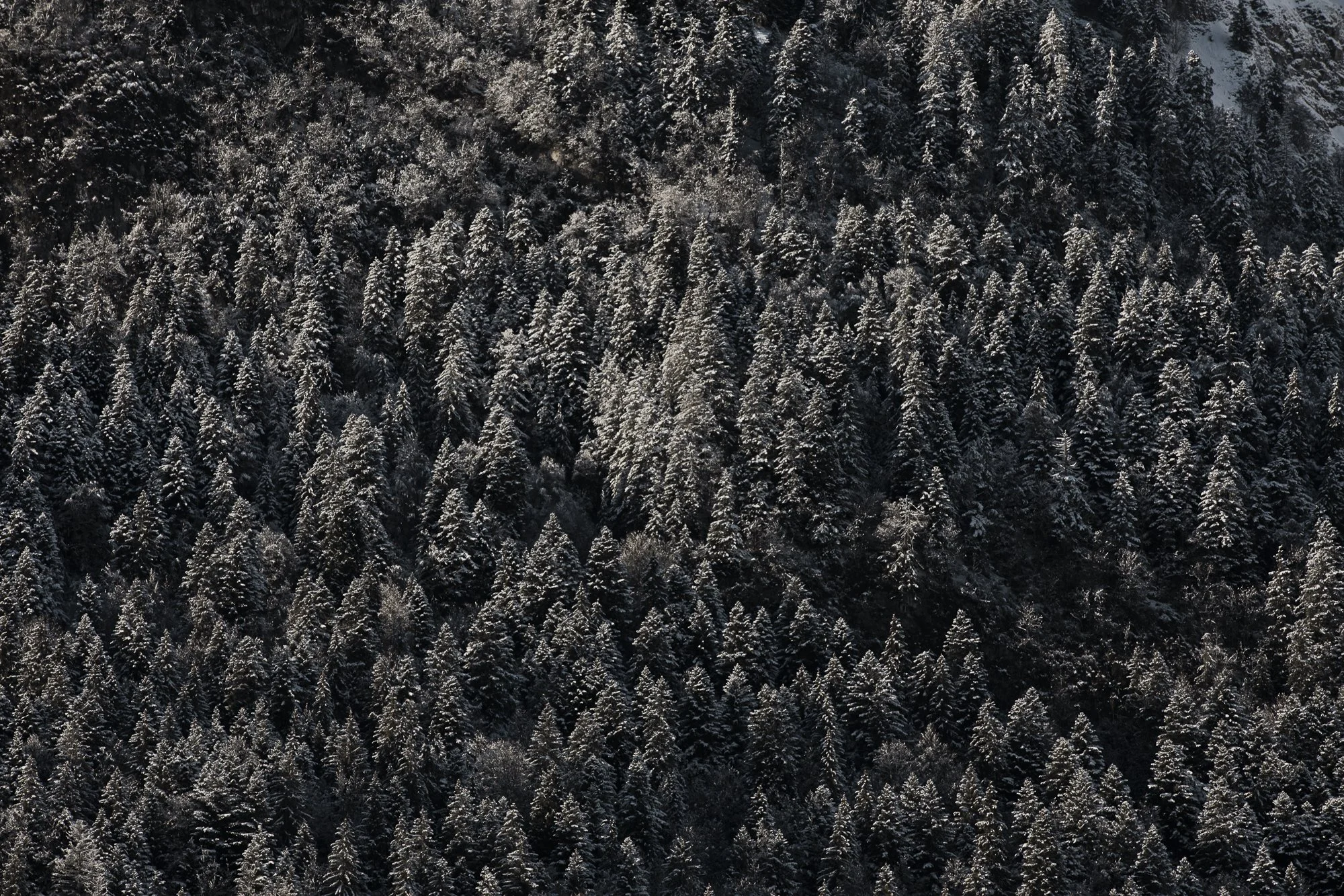 Une forêt de sapins recouverts de neige vue du haut, avec des arbres densément espacés et un contraste marqué entre le vert obscur et la neige blanche.