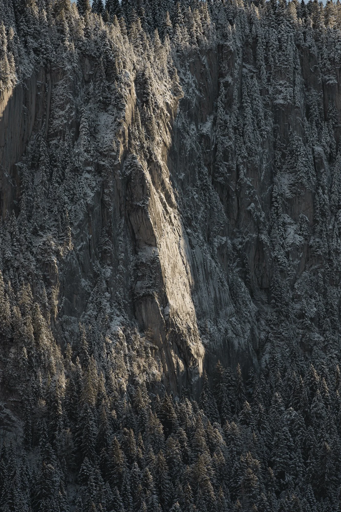 Une falaise rocheuse enneigée entourée d'un forêt de conifères.