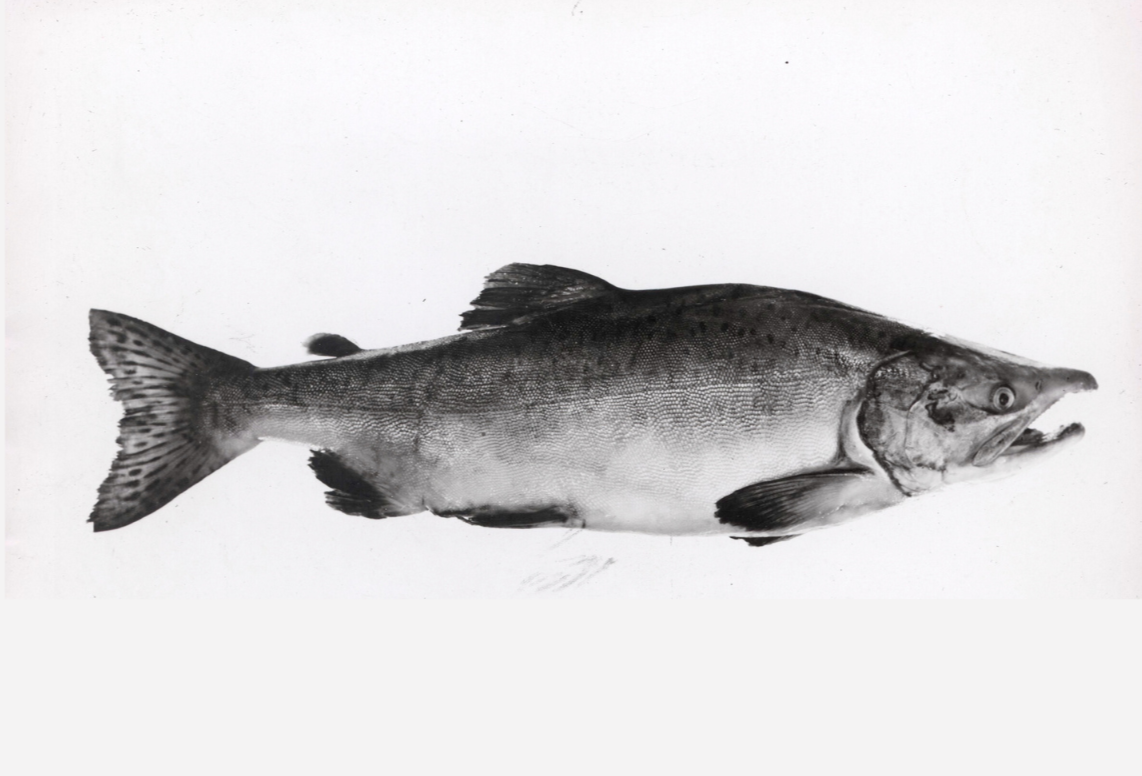 Environment & Society Portal publishes excerpt of 'Culinary Claims'