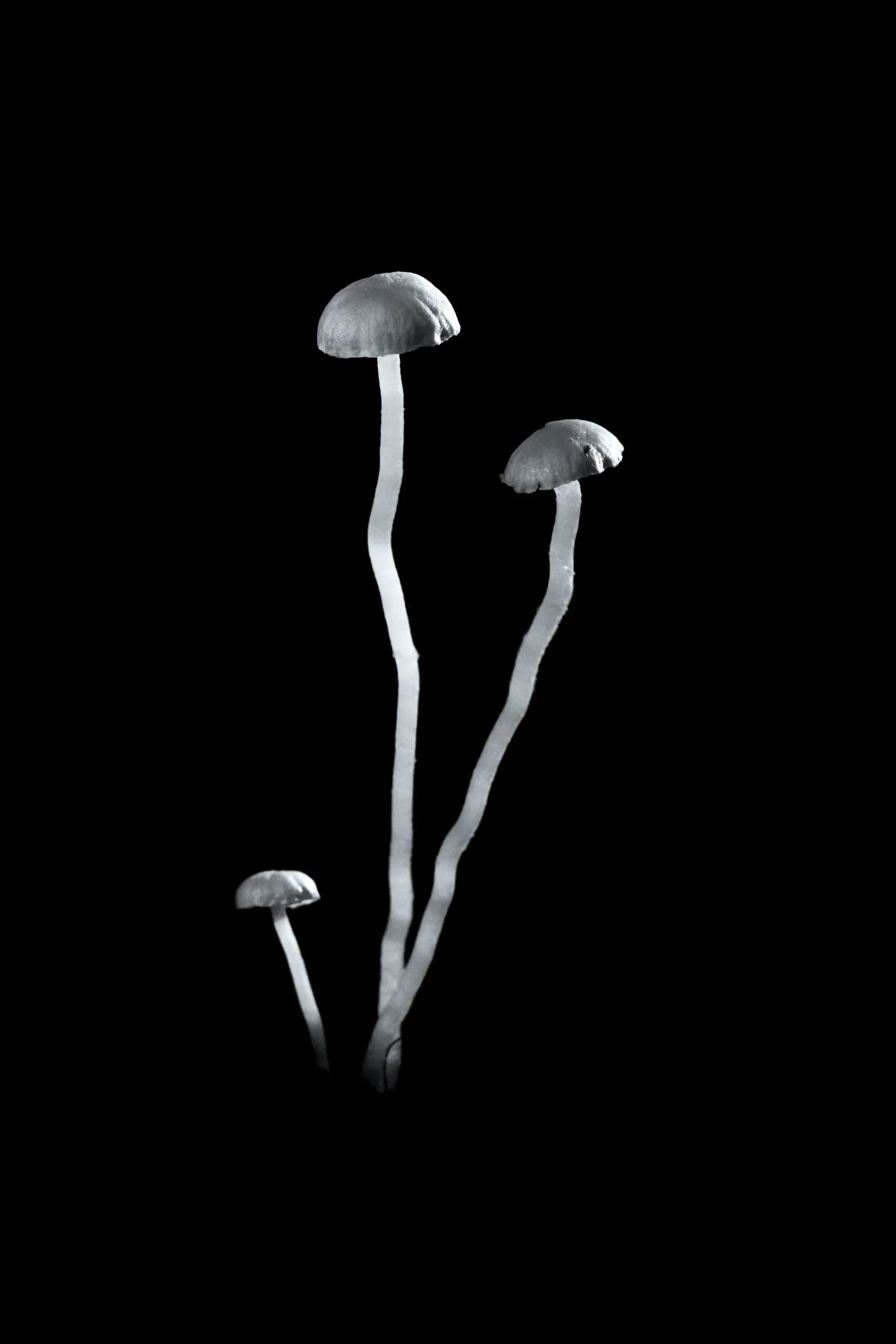 Sasha joins the Food Art Research Network