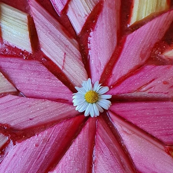 CROSTATA RABARBARO E FRAGOLE 1.jpg