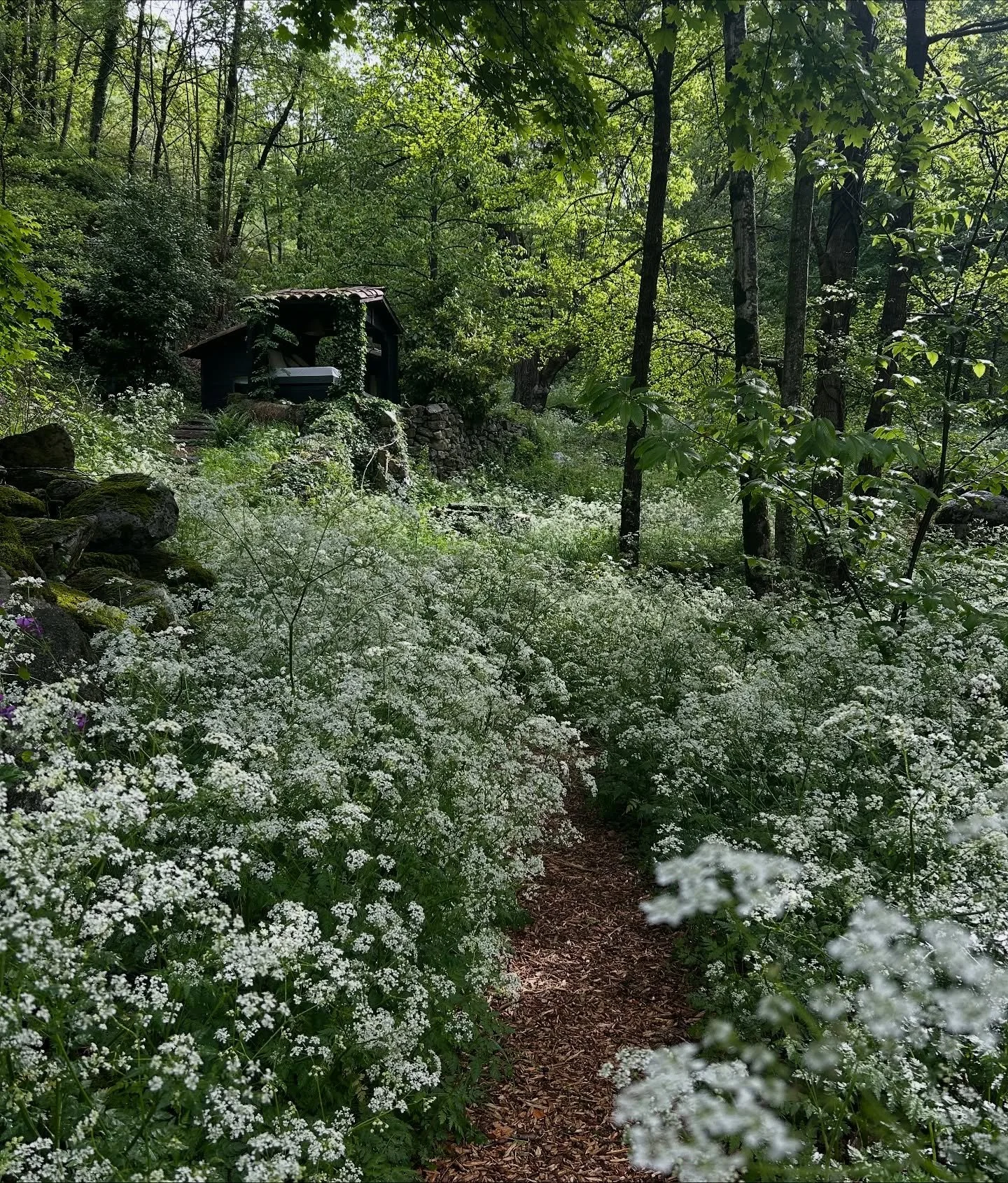 COME IN TO THE WOODS // Our Cabin is open all year around. Get into the cold dipping pond, take a really hot steamy shower after. Let us spoil you with breakfast delivered to your door for you to be enjoyed in bed.  Light up the log burner and get re