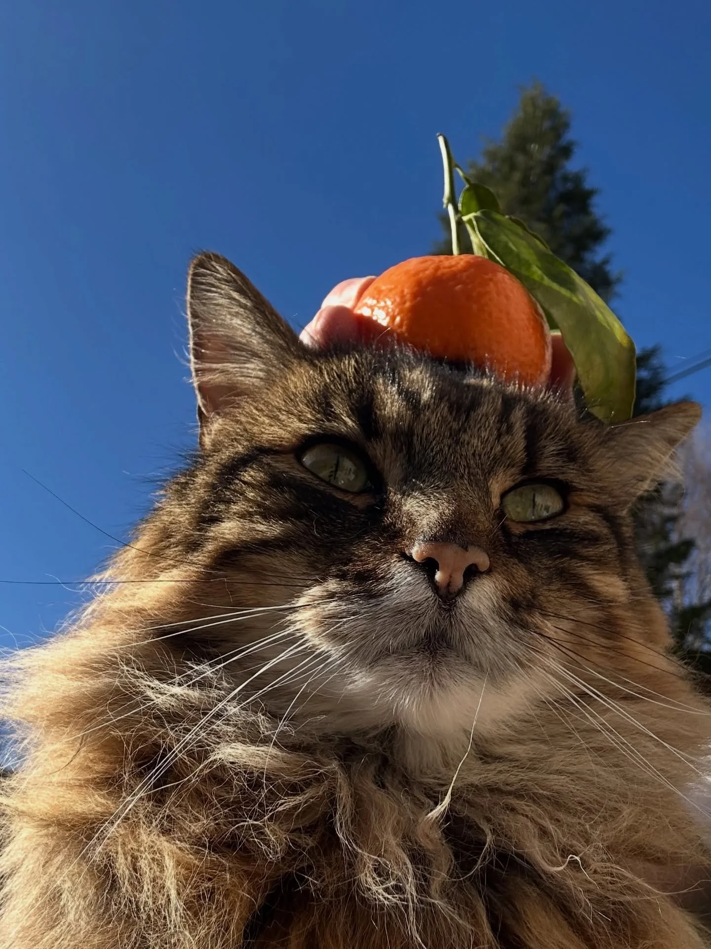 A PINCH NOT A PUNCH // For the second in the new month. 
Resharing this silly photo of Napoleon looking dandy, just because we all need a bright start to the week.

We are carrying on with renovations to the Little House before imminent guests, and g