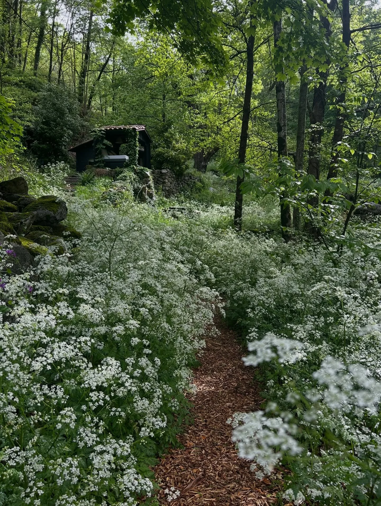 THINGS THAT OCCUPY MY MIND // And the fact that we are on the home-run for spring. 

Who else is in the mood for wild flowers, blue skies, and sitting outside with a glass of bright homemade kombucha and pretty pasta? Anyone else dreaming about bare 