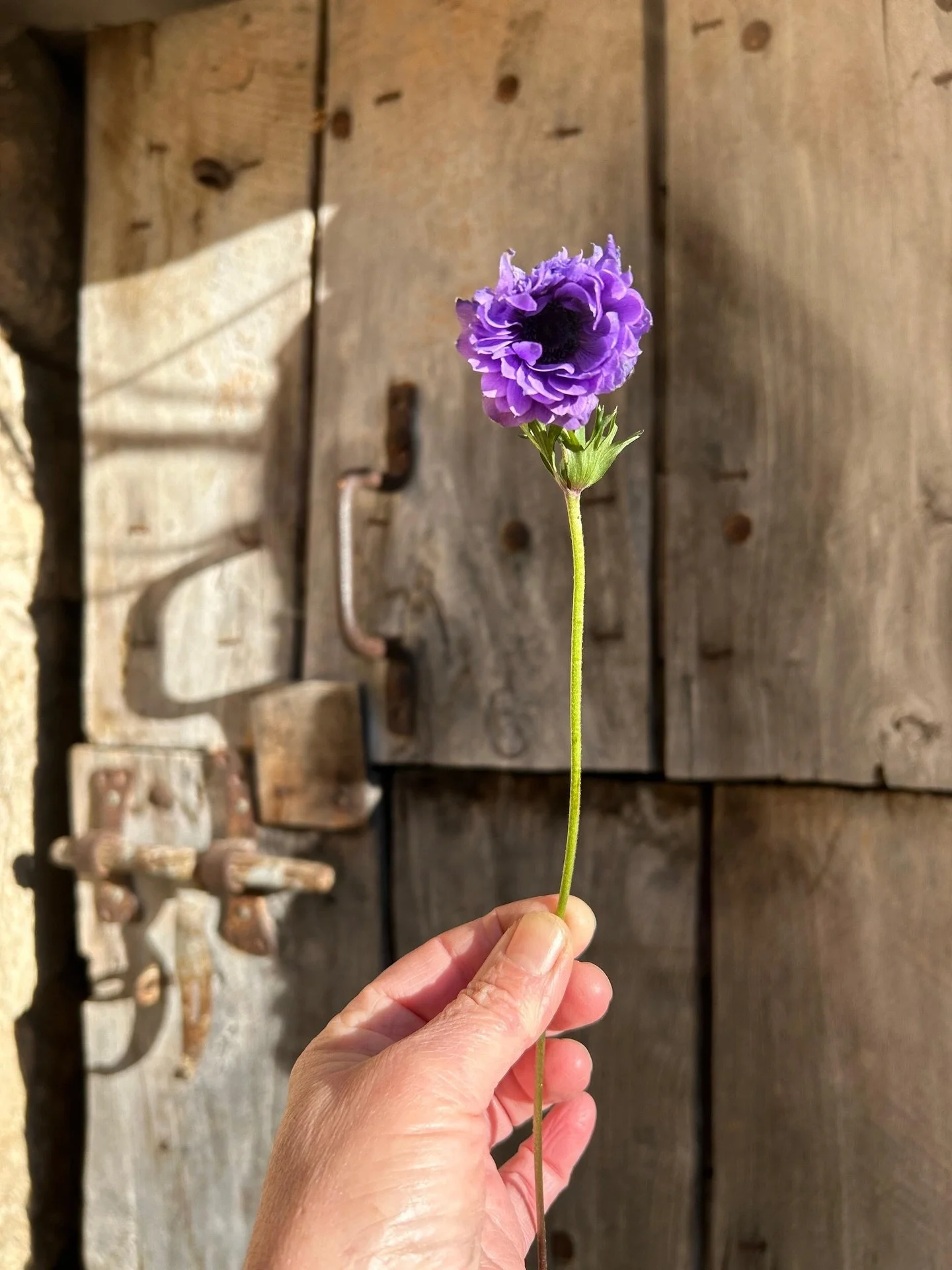 ANEMONE AND THE STILL MOMENTS // The days when there are less guests around, when we quietly get on with woodland maintenance, planning for events and tidying the terrain. The wild boars snuffle the grounds at night, giving us plenty of work in keepi