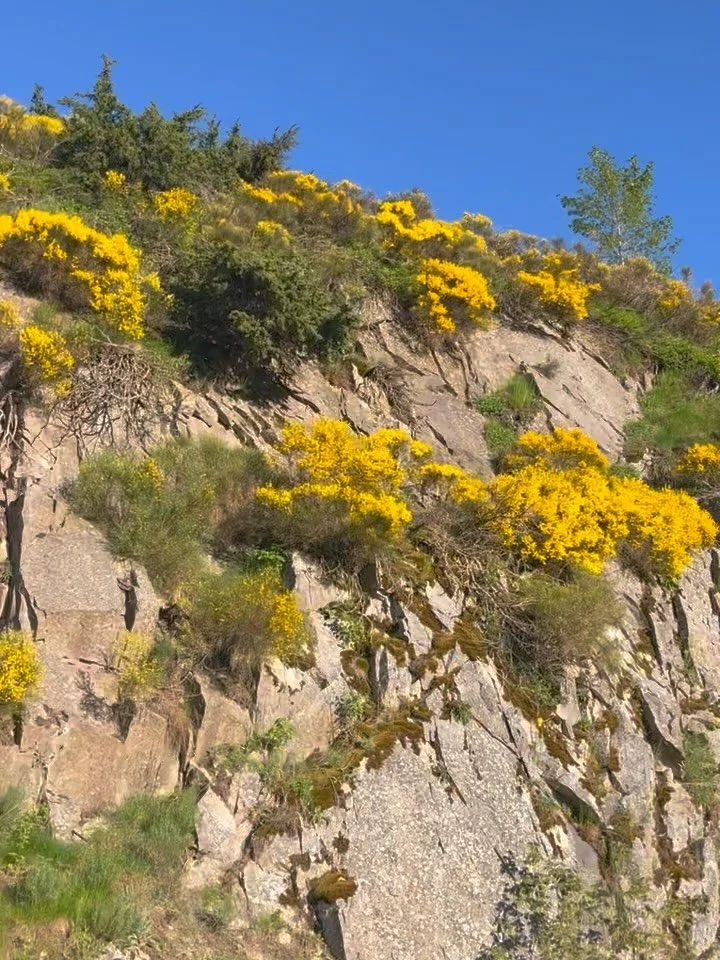 THE BEST SEASON ~ LA MEILLEUR SAISON 🌼 // It is incoming friends&hellip; 

Our favorite season of all is SPRING. When the mountains are alive with colour. Wild flowers are tall enough to play hide &amp; seek in, when posies feature in every corner, 