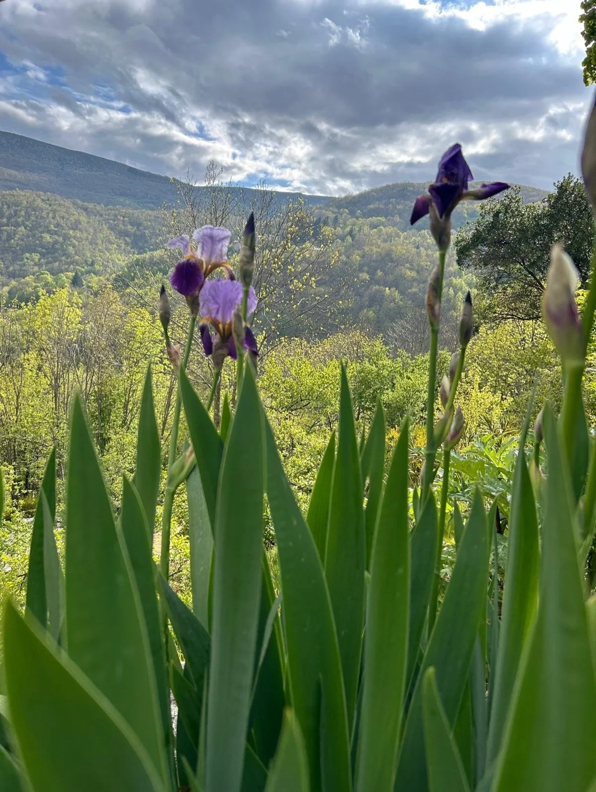AND THE IRISES ARE PUSHING UP// early spring days are here. Warm sunshine at midday, cold clear nights with a thousand stars. We are not quite ready to let go of the woodburner and the logs crackle, glow and scent the air.

The menus are in a state o