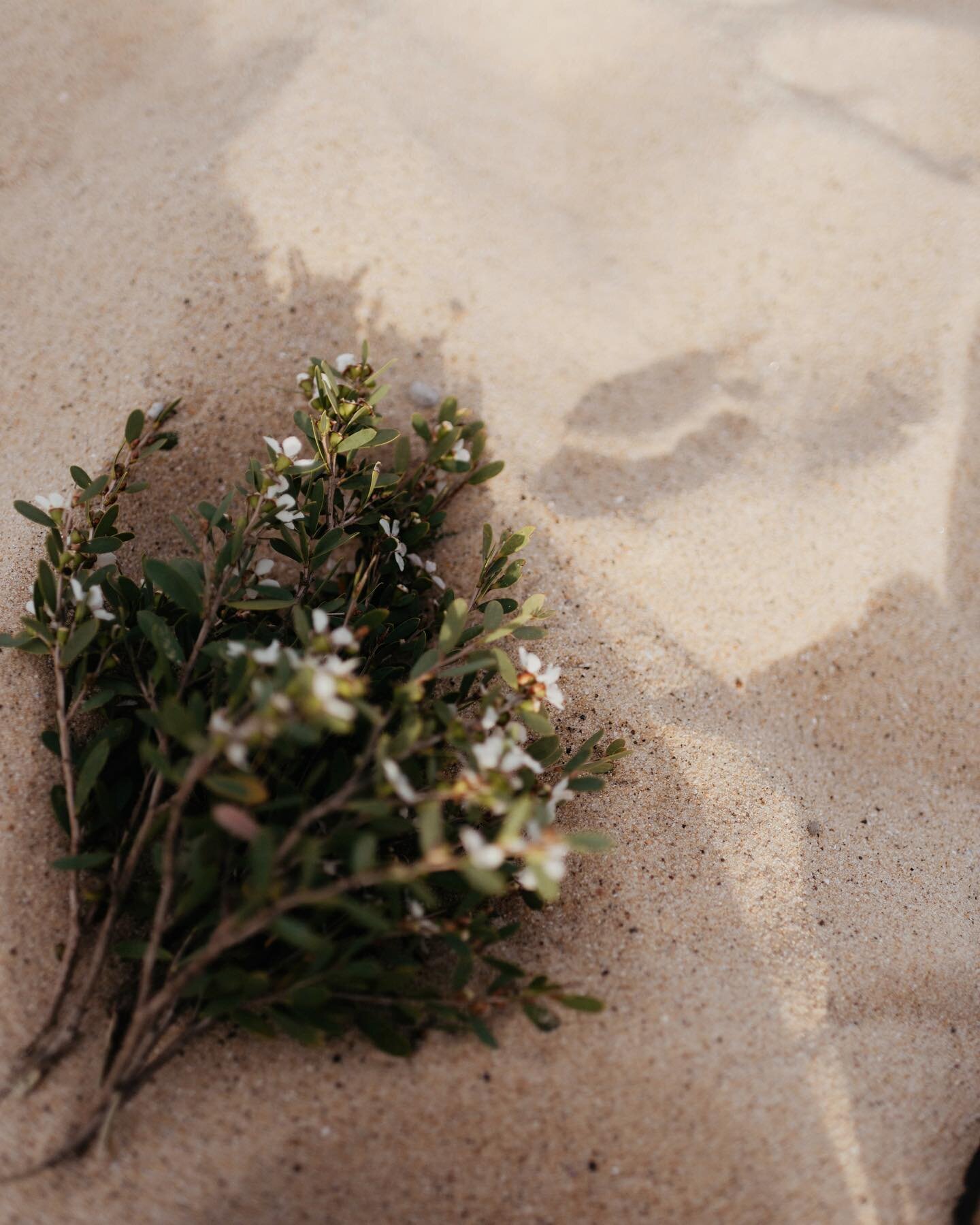 Beach flowers 🤍