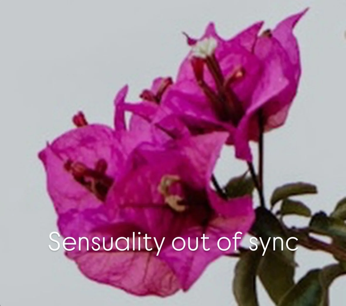 𝓦𝓱𝓪𝓽 𝓓𝓸𝓮𝓼 𝓘𝓽 𝓛𝓸𝓸𝓴 𝓛𝓲𝓴𝓮 𝓦𝓱𝓮𝓷 𝓢𝓮𝓷𝓼𝓾𝓪𝓵𝓲𝓽𝔂 𝓘𝓼𝓷&rsquo;𝓽 𝓦𝓮𝓵𝓵-𝓘𝓷𝓽𝓮𝓰𝓻𝓪𝓽𝓮𝓭? 🌺 

When sensuality comes from unhealed wounds or unprocessed emotions, it can feel out of sync&mdash;whether consciously or subcon