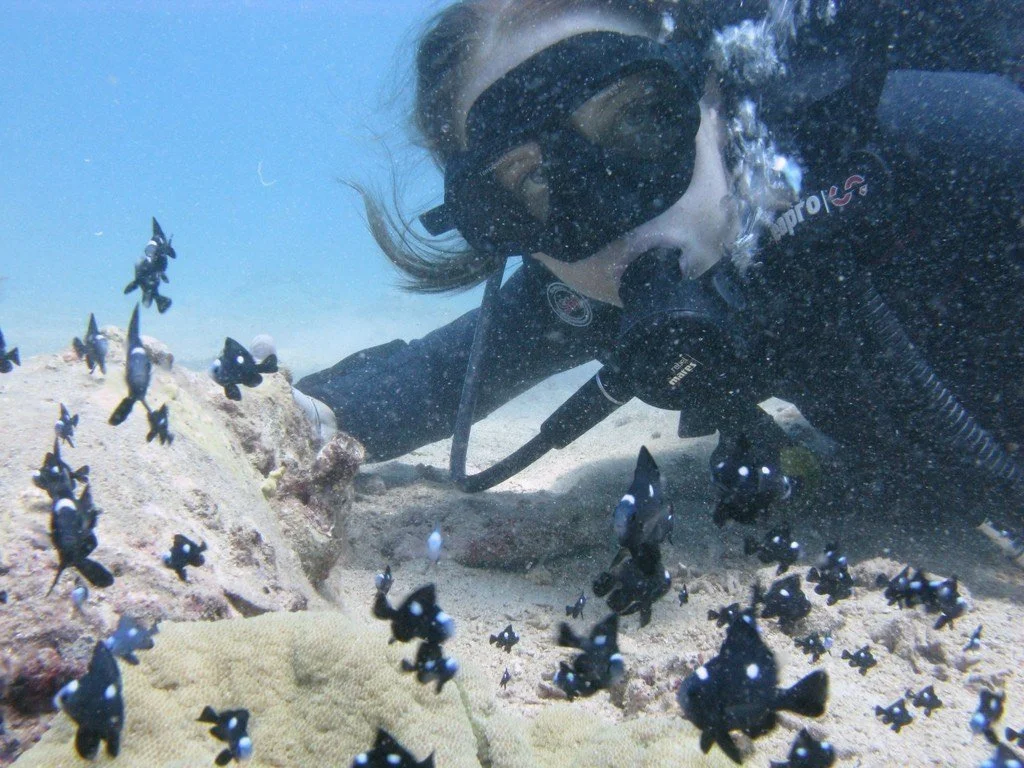 A scuba dive in full gear explores underwater near rocks and coral, surrounded by a school of small black and white fish. Vietnam, Indonesia and Thailand. Connecting with the water element