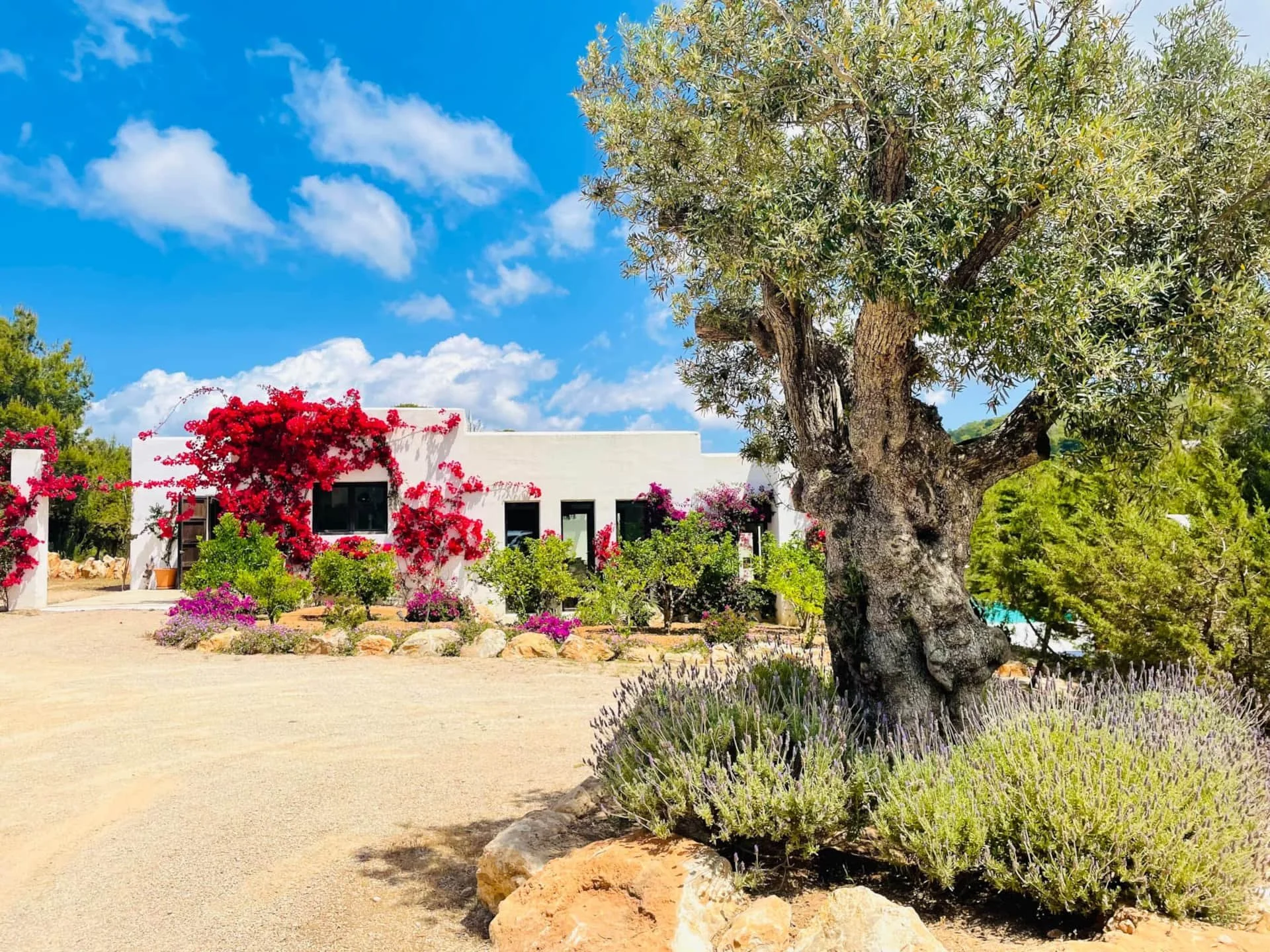 A white house with black windows and red flowers climbing its walls, surrounded by desert plants and trees in a sunny landscape with a bright blue sky and fluffy white clouds.