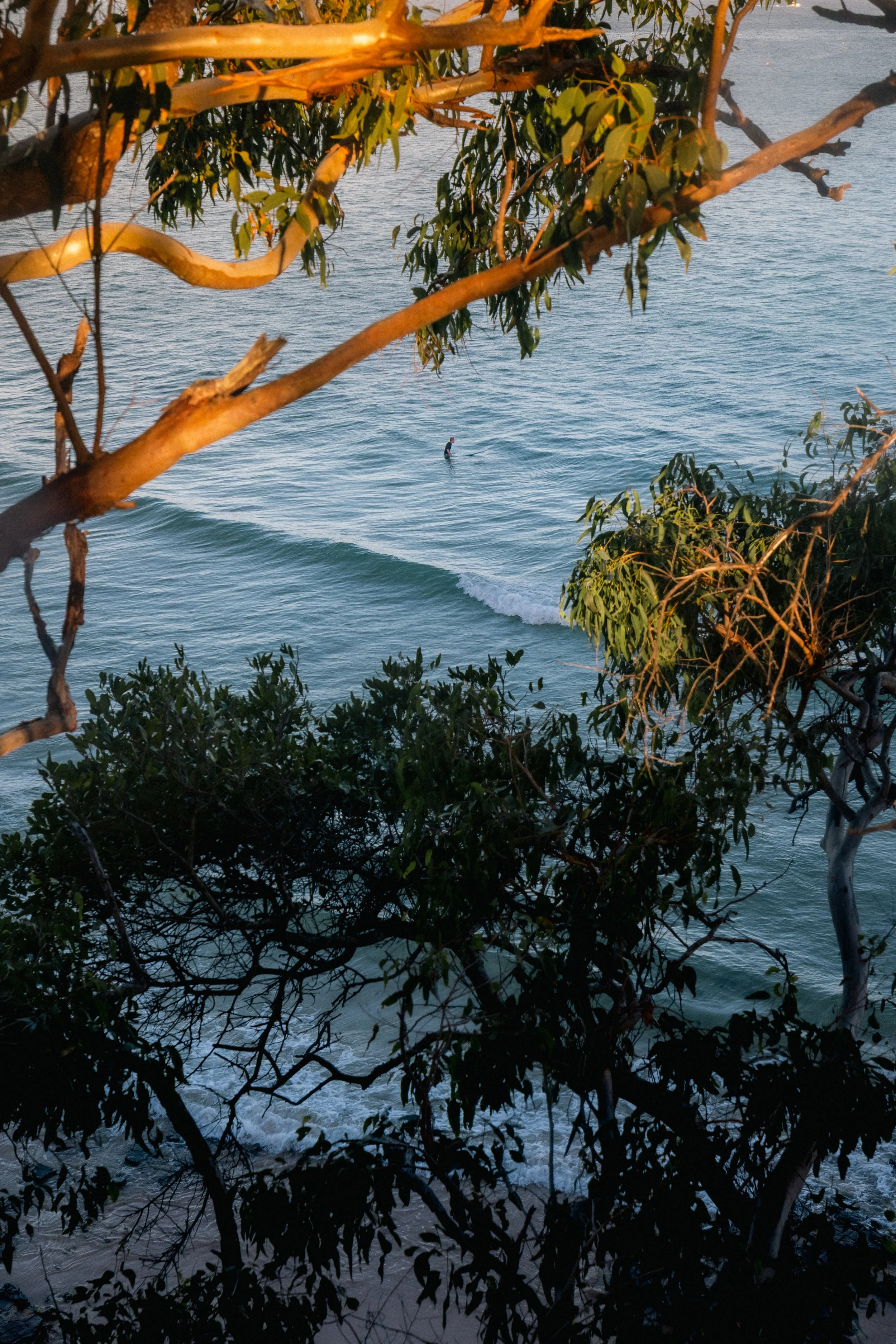 A person surfing in the ocean, seen through dense branches of a tree with green leaves, near the shoreline during sunset.