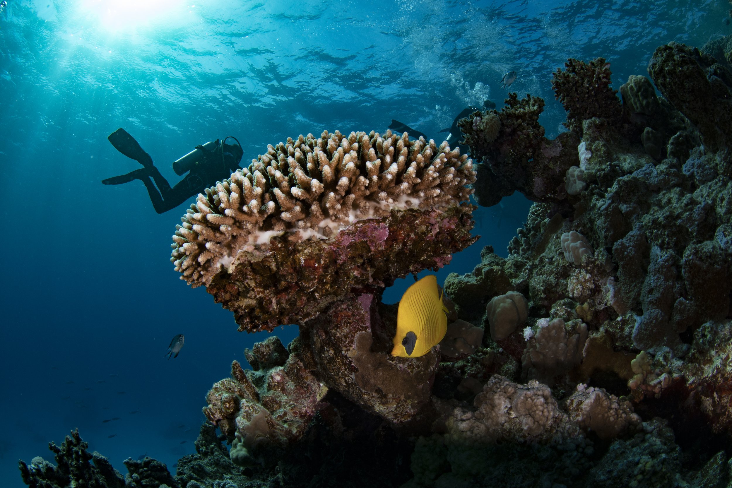Underwater scene with coral reef, a scuba diver, yellow fish, and various small fish.