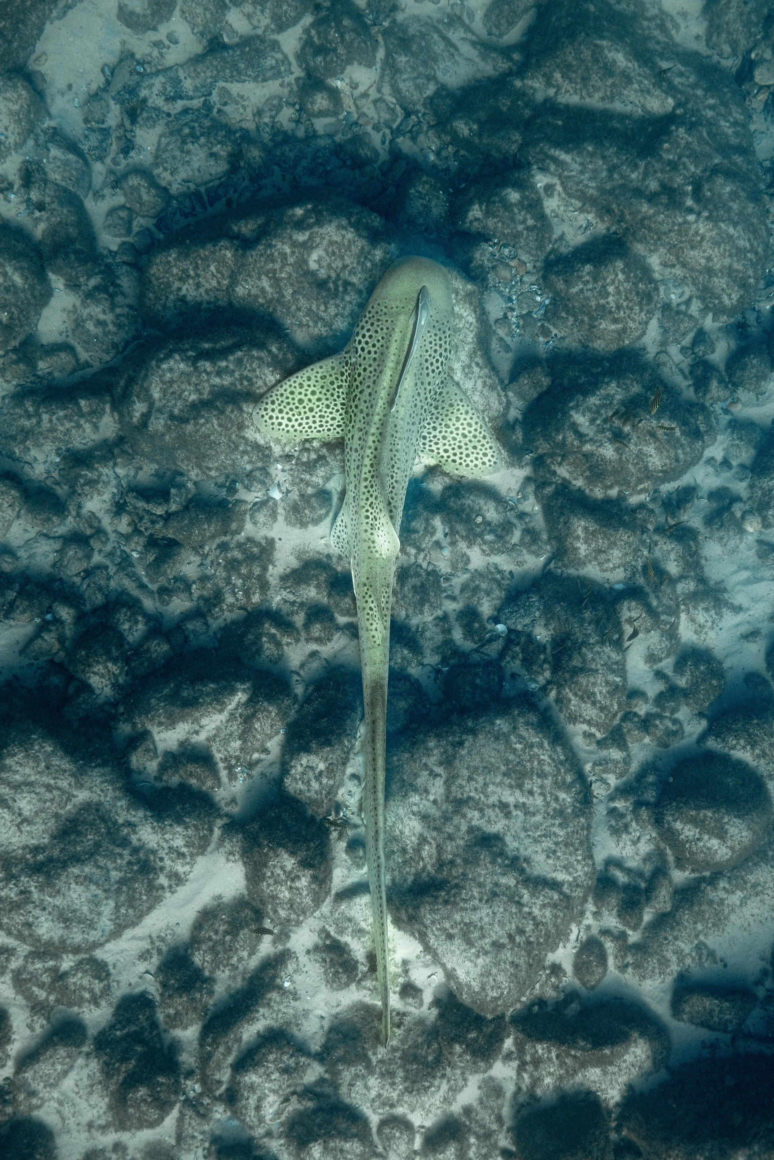 A small spotted shark swimming over rocky coral in clear blue ocean water.