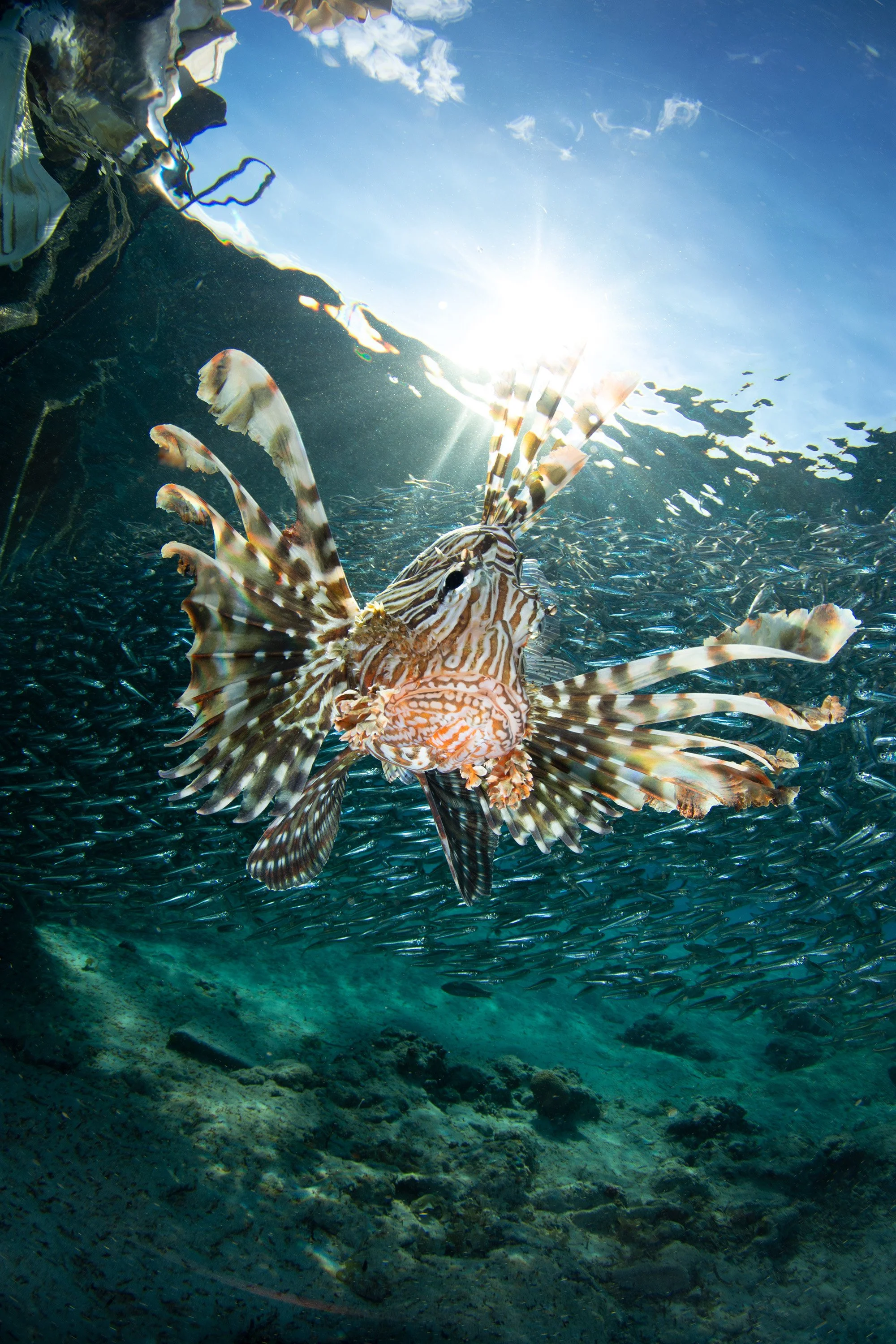 Underwater view of a lionfish with long, striped fins, surrounded by a school of small fish, with sunlight shining from above and a rocky ocean floor below.
