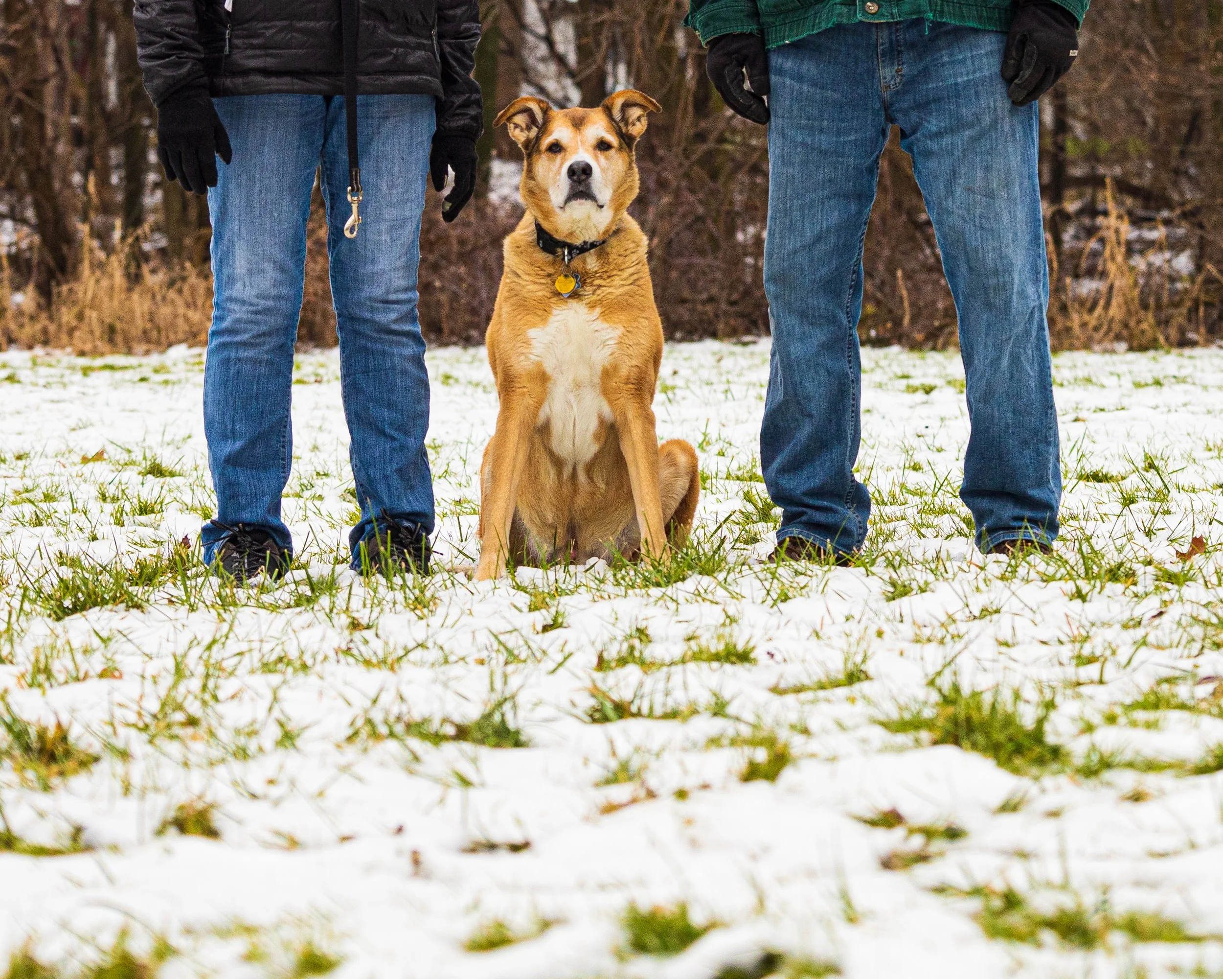 Two people in winter clothing and gloves standing outdoors with a brown and white dog sitting between them on a snow-covered field, with trees in the background.