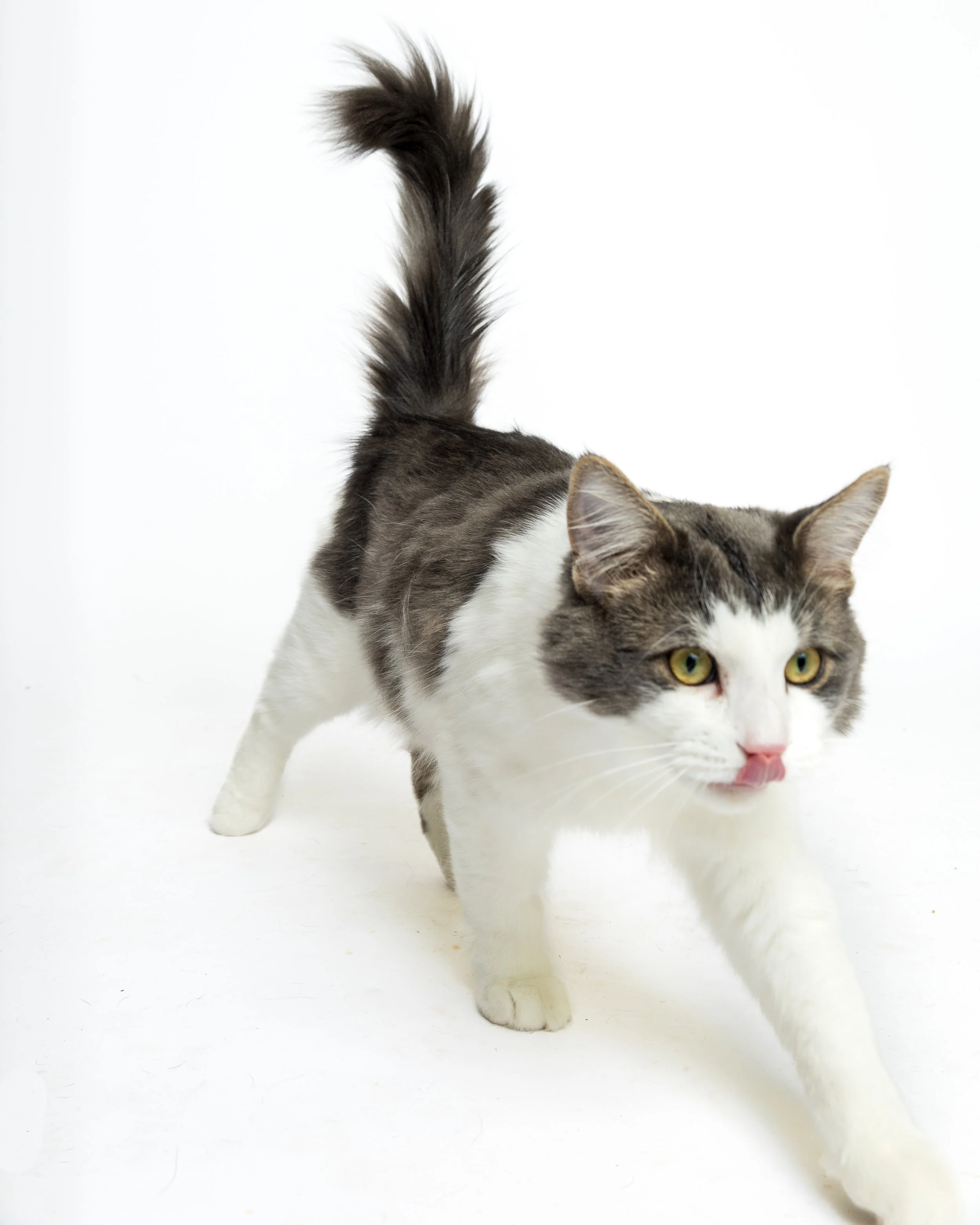 A domestic cat with gray and white fur walking forward, licking its nose, against a plain white background.