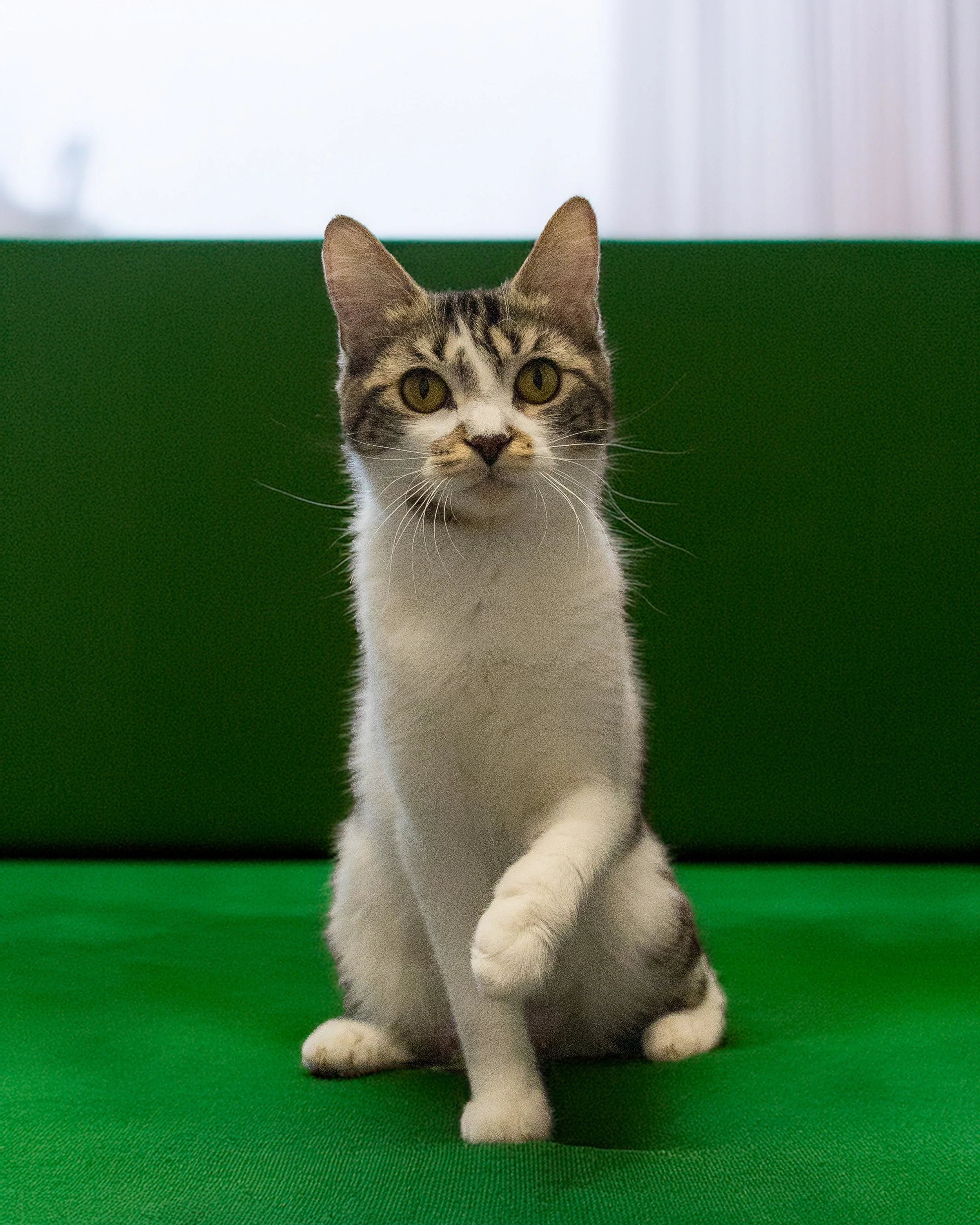 A tabby and white cat walking on a green surface with a green backdrop.