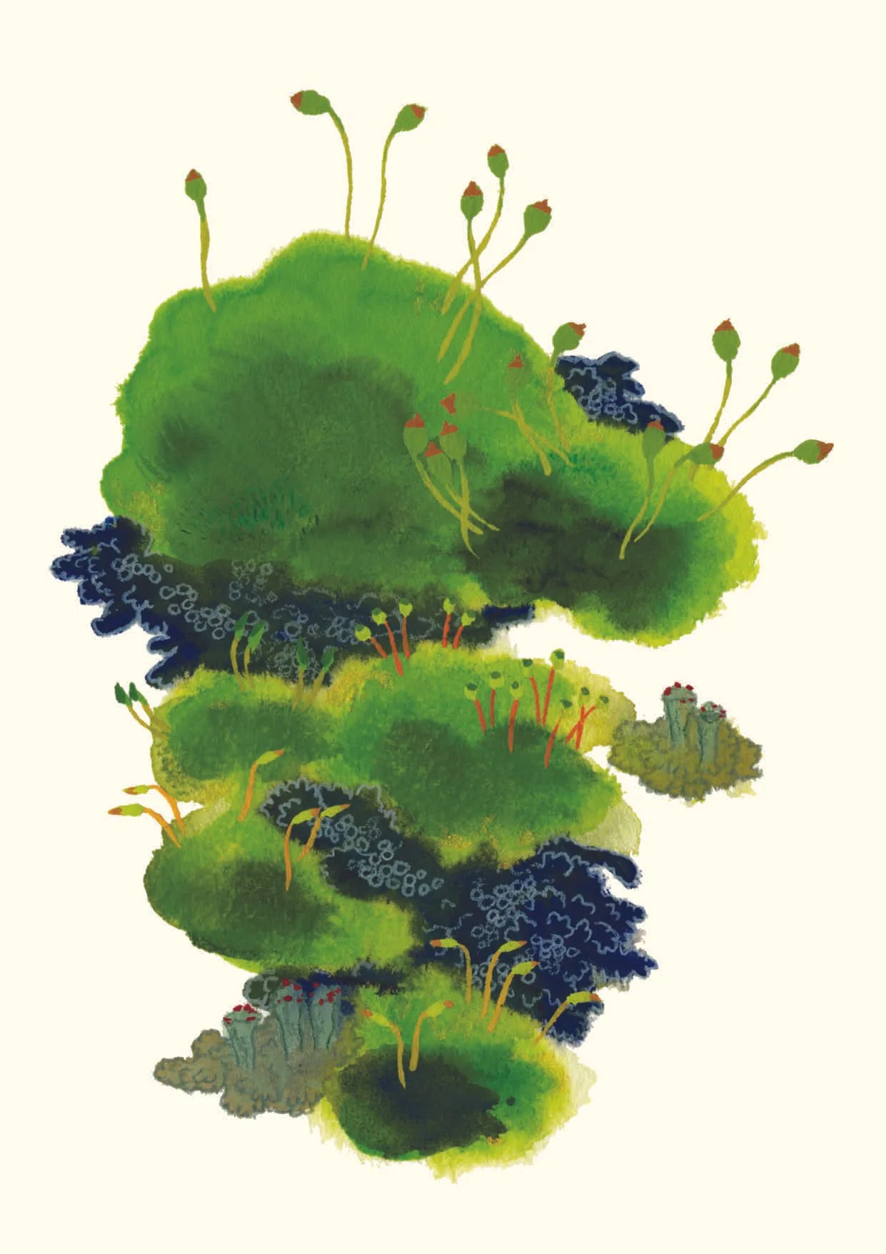 Carte mousses et lichens 7 – 4.50 CHF