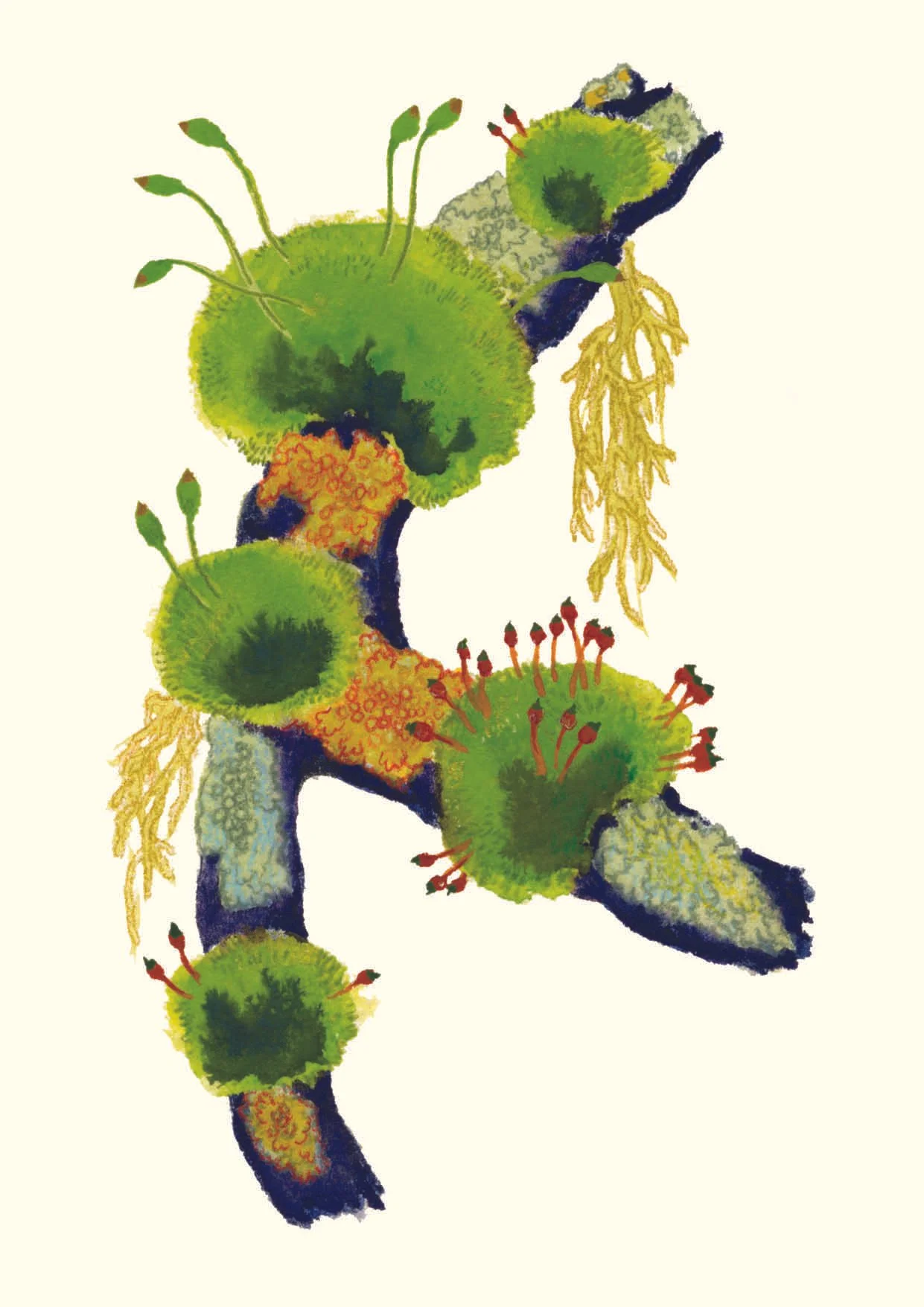 Carte mousses et lichens 3 – 4.50 CHF