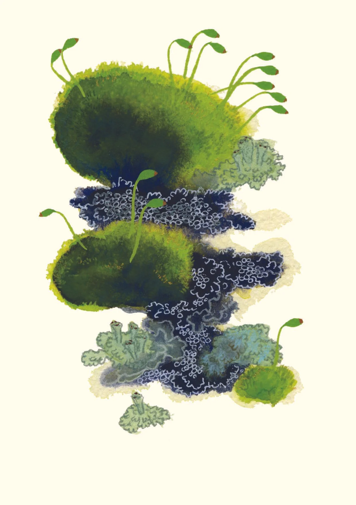 Carte mousses et lichens 4 – 4.50 CHF