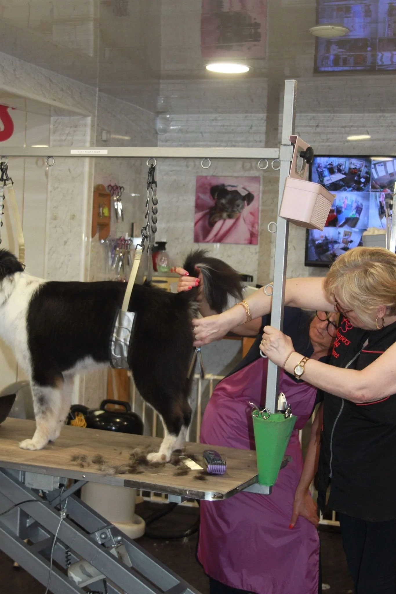 Level 2 C & G — Pampers Grooming Academy
