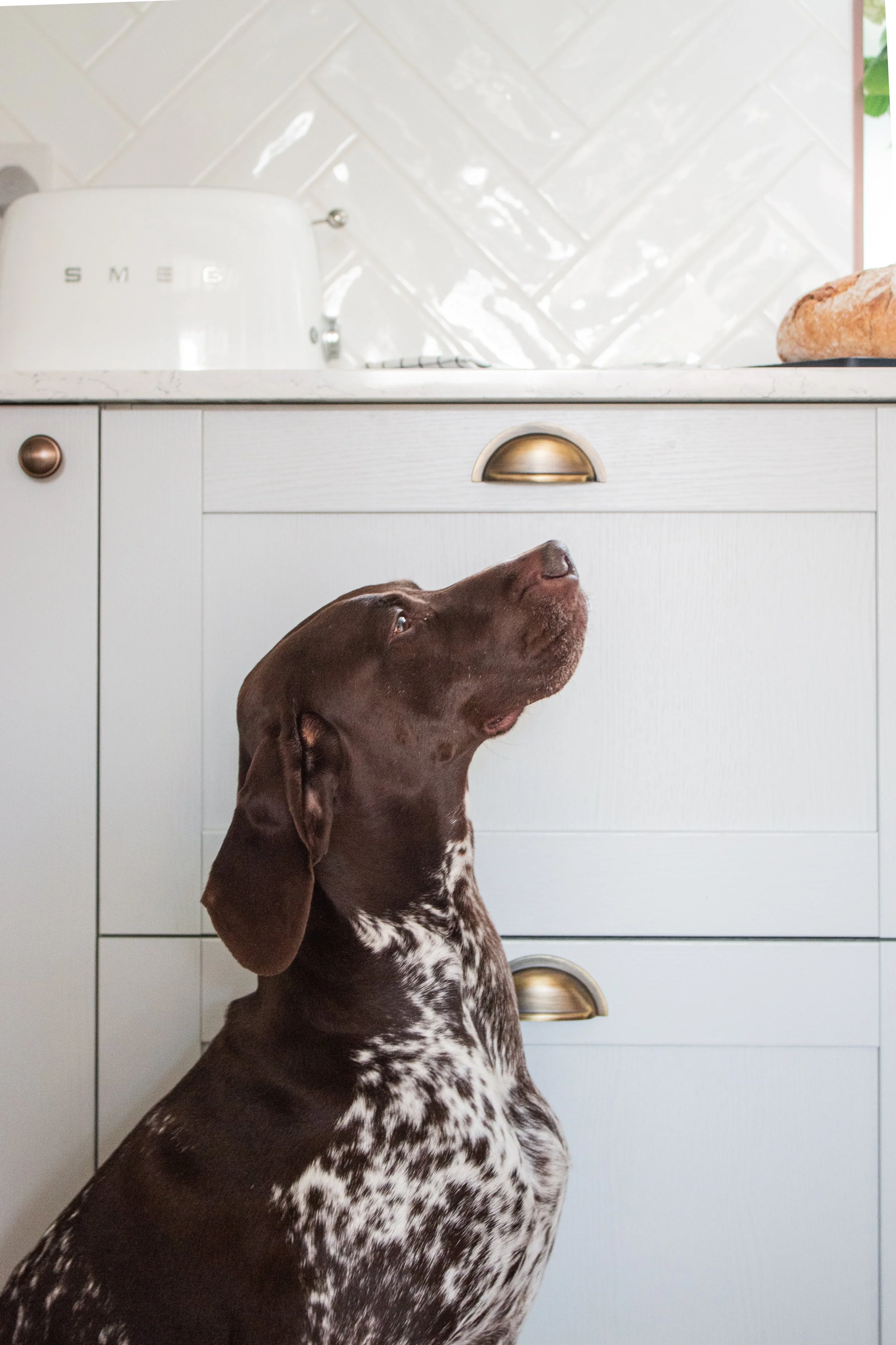 A brown and white speckled dog sitting indoors in front of white kitchen cabinets, looking up at the countertop with a loaf of bread. There is a white toaster and a marble countertop in the background.