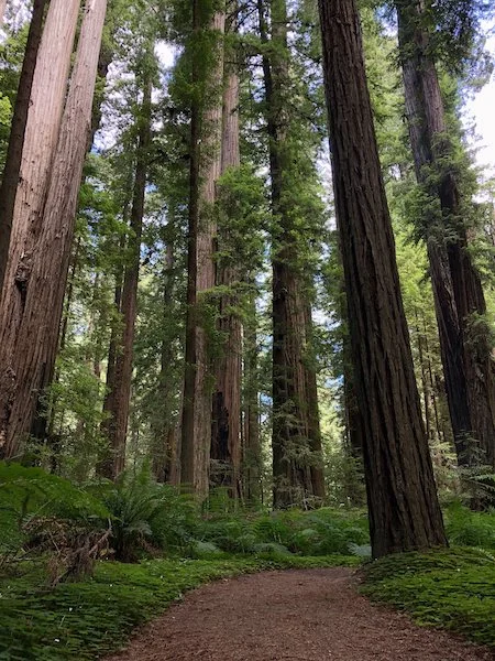 18 tranquilforest.jpg