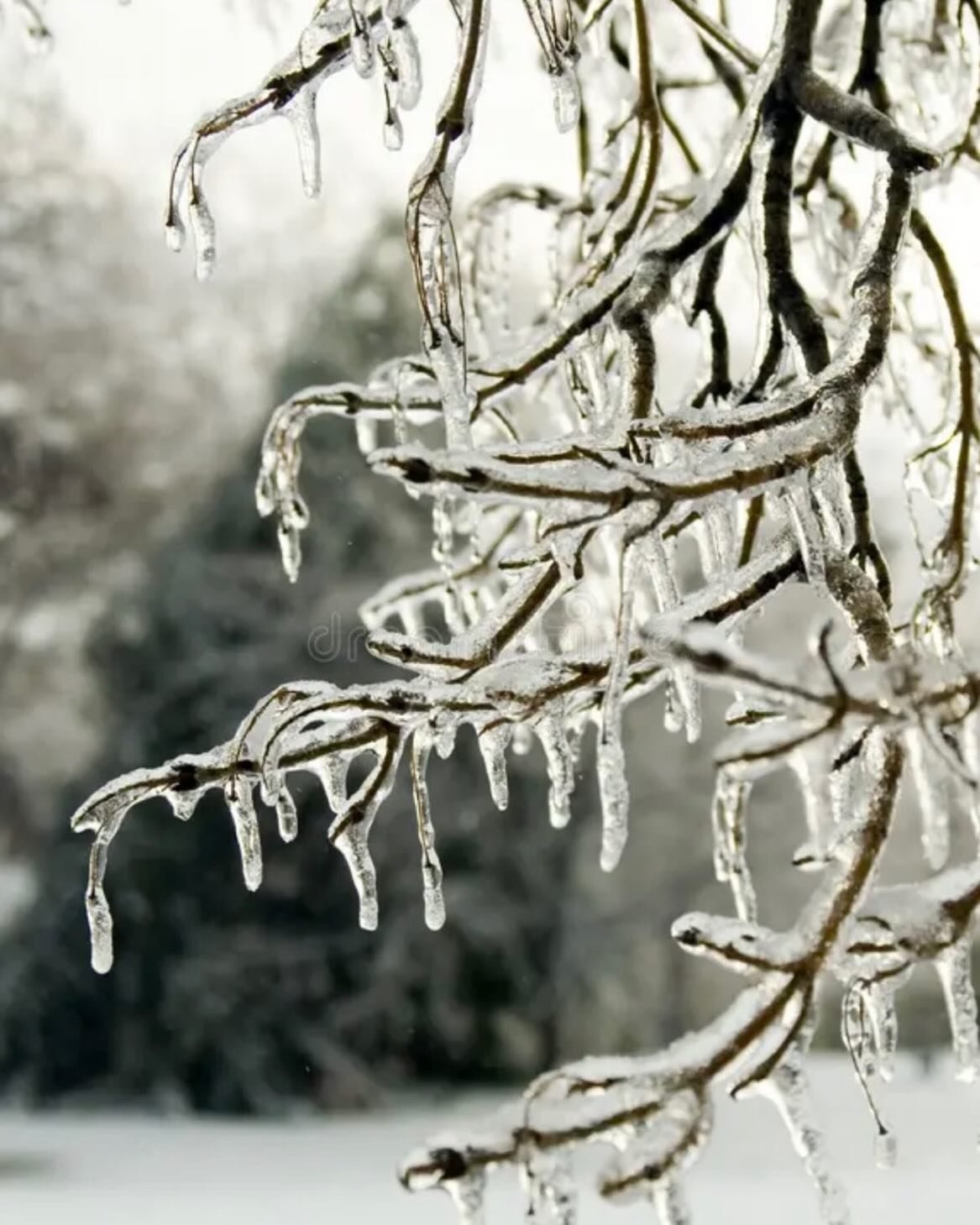 Say it isn&rsquo;t so! Forecast isn&rsquo;t looking very warm. We follow FTW ISD school closures. If FTW ISD closes, Haupt closes. If FWISD has a delay, we are CLOSED. #Bringonthesnow#wewantsnow#winter#stockshow#cold#holdtheice