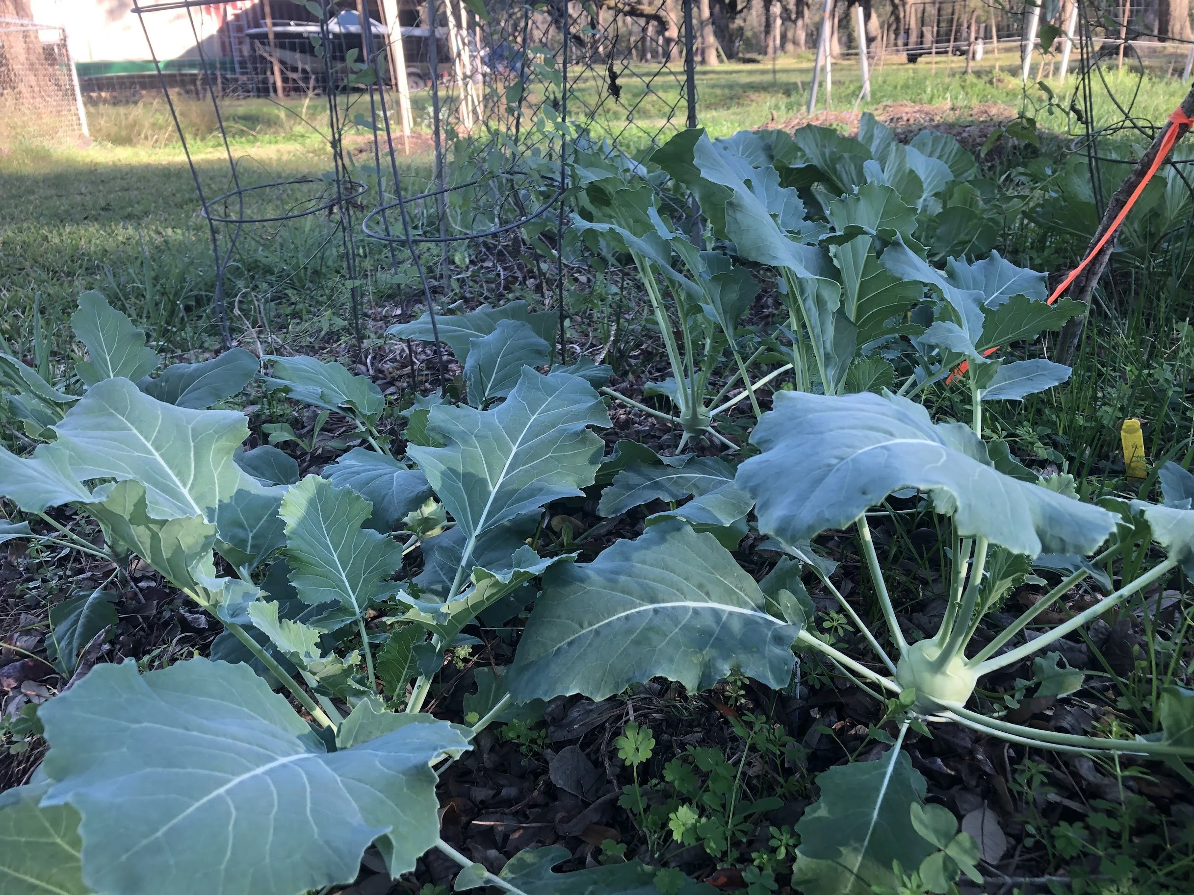 Manvel_Kohlrabi.jpg