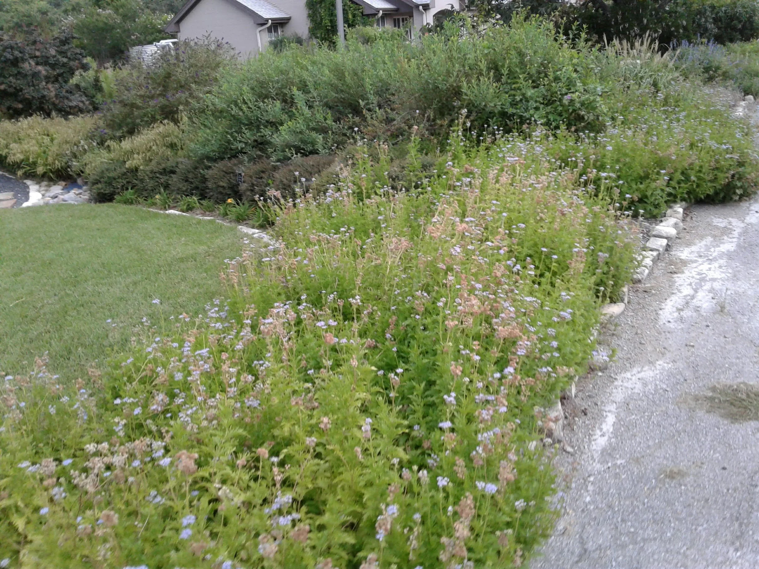 LBJWC_Flowerbed.jpg