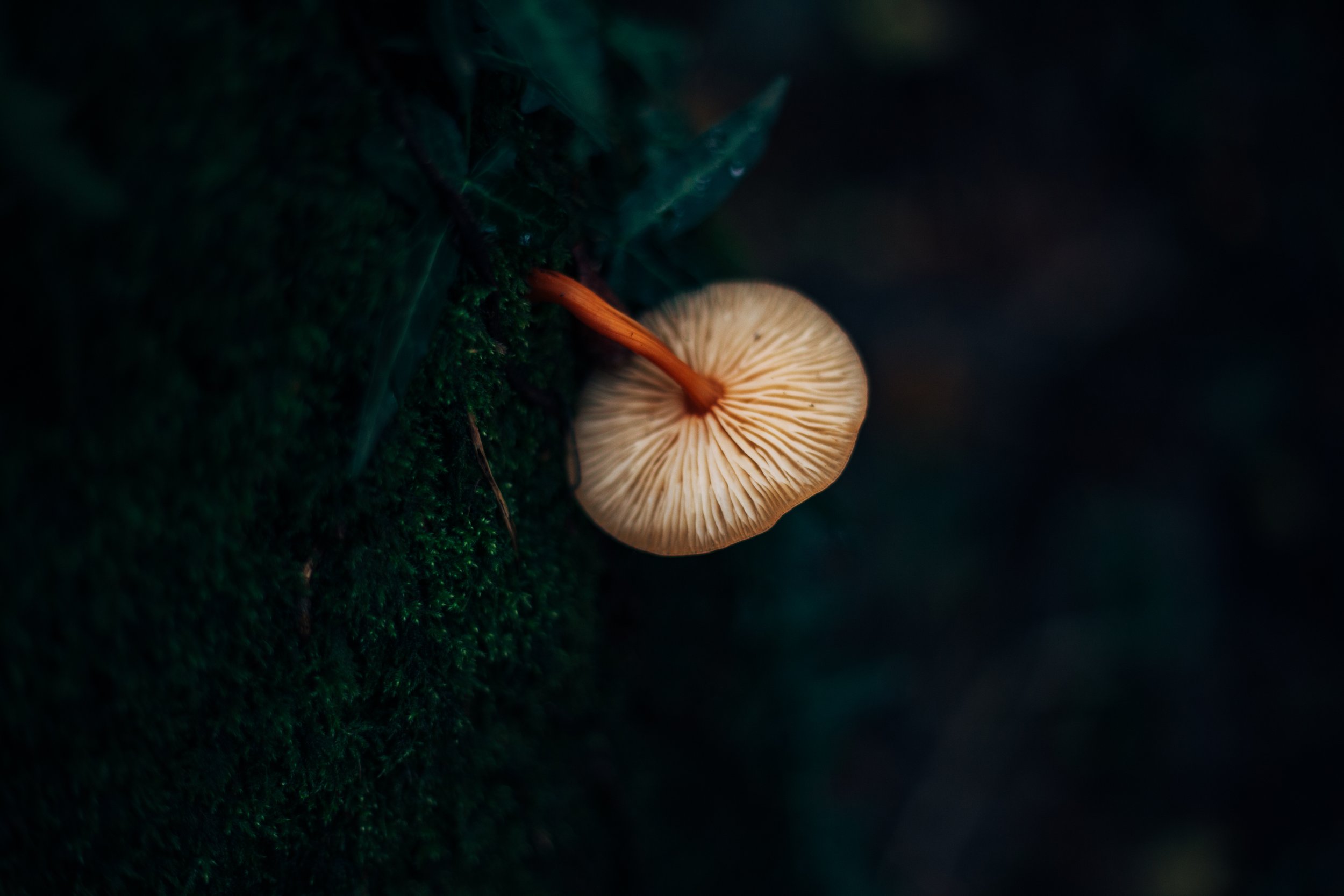 _MG_2683.jpg