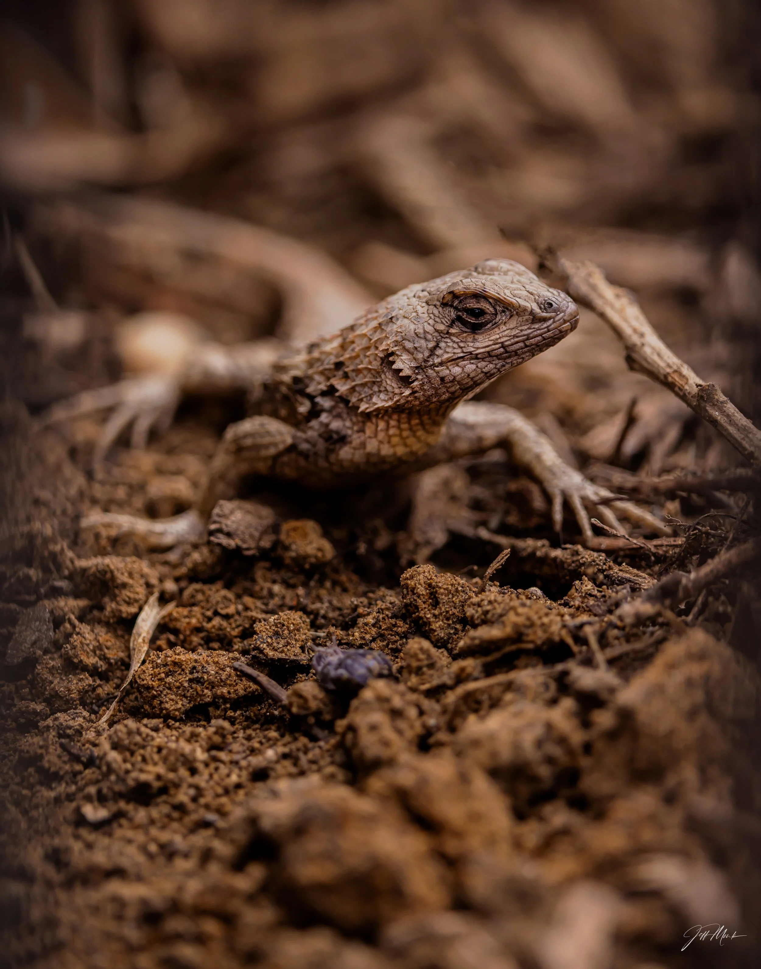 EYEING THE PRIZE - Texas Spiny Lizard, Joshua, Texas, USA