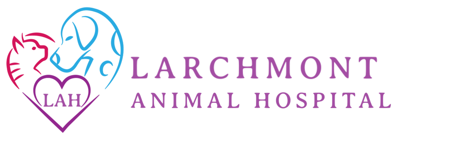 Larchmont Animal Hospital