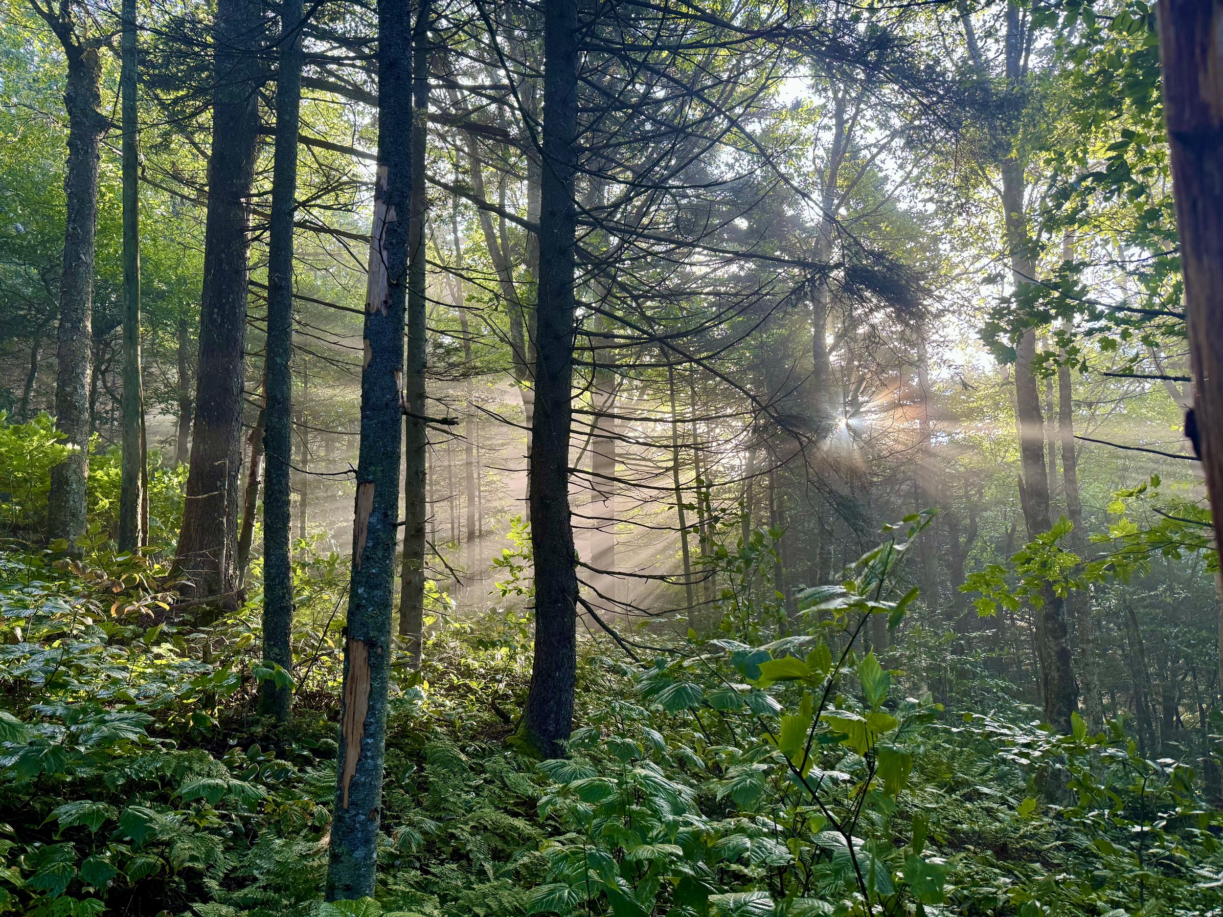 USA - Vermont Forest.jpeg