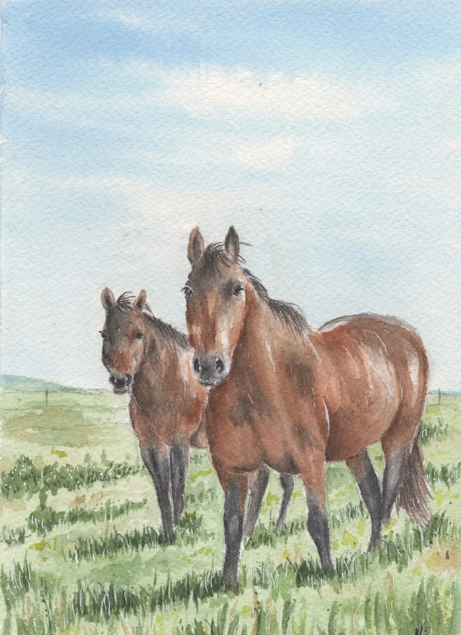 Custom Pet Portrait