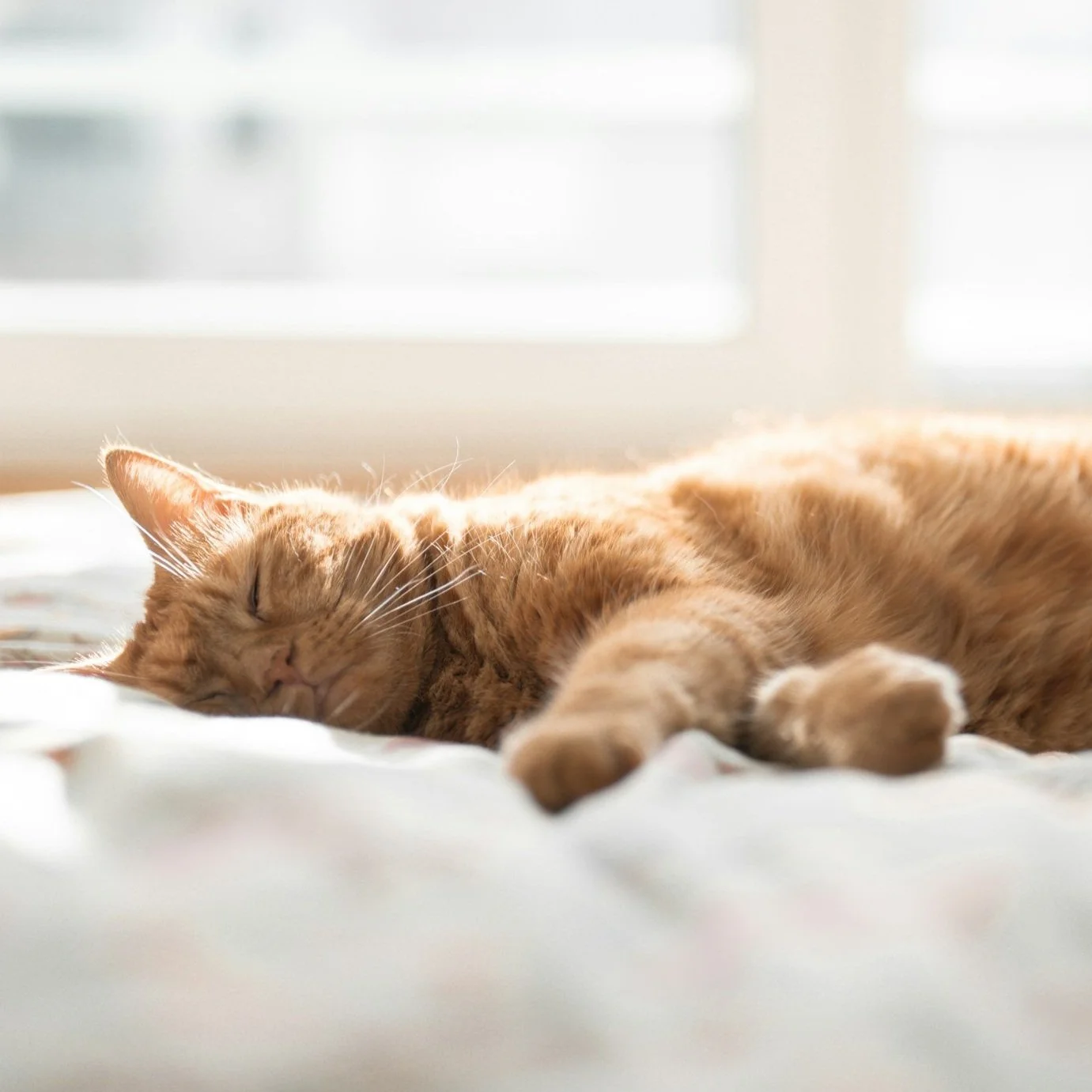 How Much Sleep Do You Really Need? 