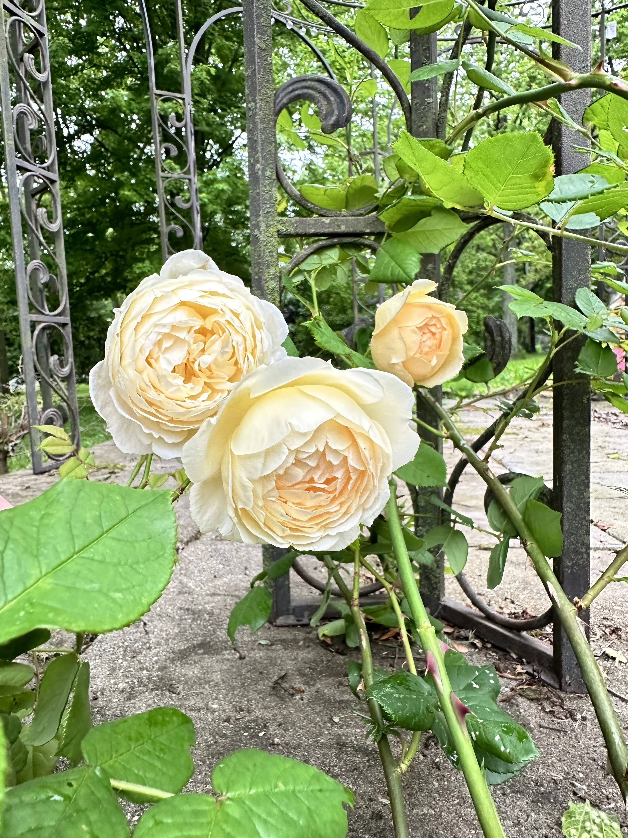 Climbing Roses — Kindly Grown Designs