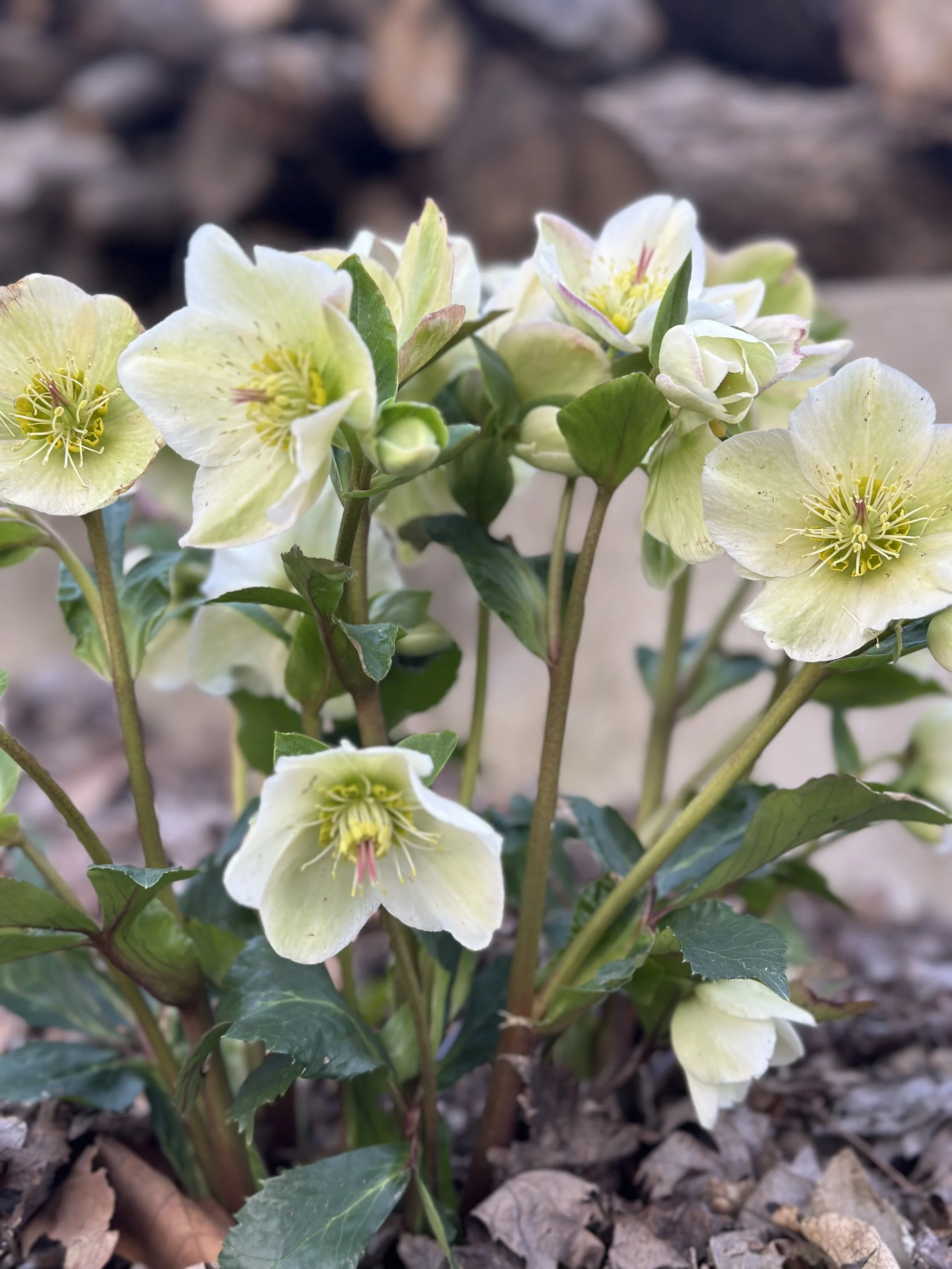 As I mentioned, another name for the hellebore is the Lenten Rose, due ...