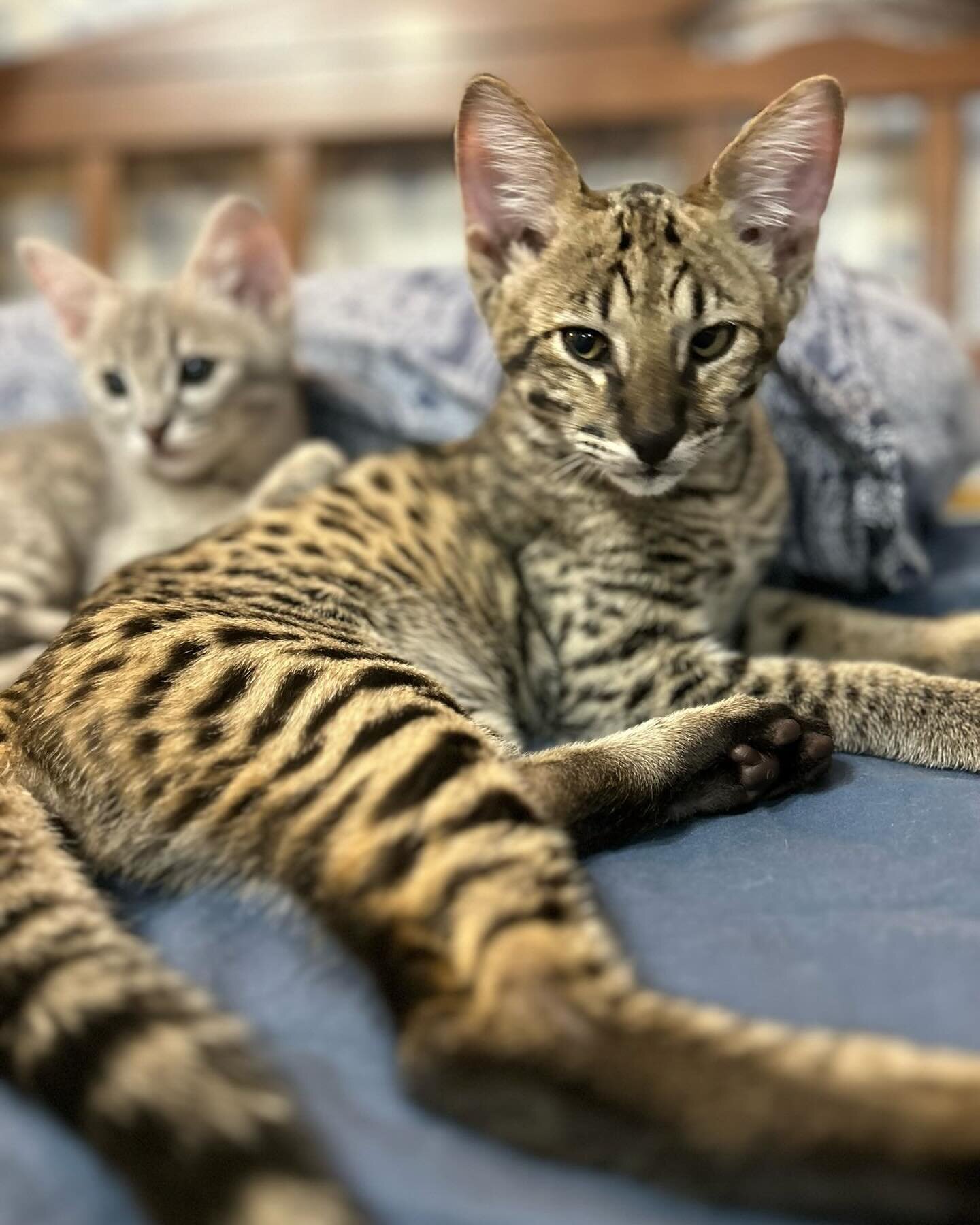 What should we name our F2 Savannah boy? He is only 8 weeks old and looks like a F1! As you can see he is extremely affectionate; super sweet docile boy❤️