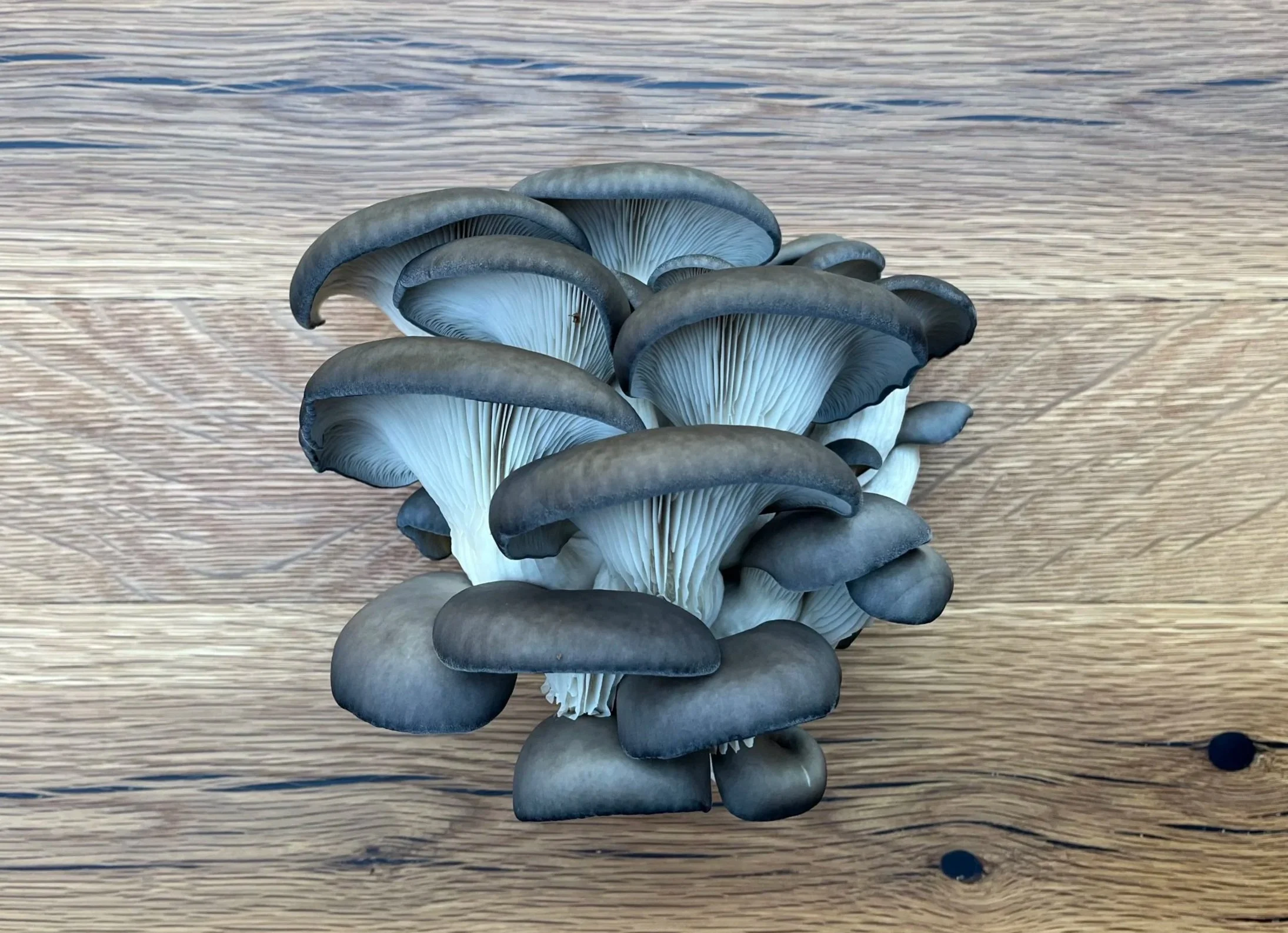 A cluster of blue-gray mushrooms on a wooden surface.
