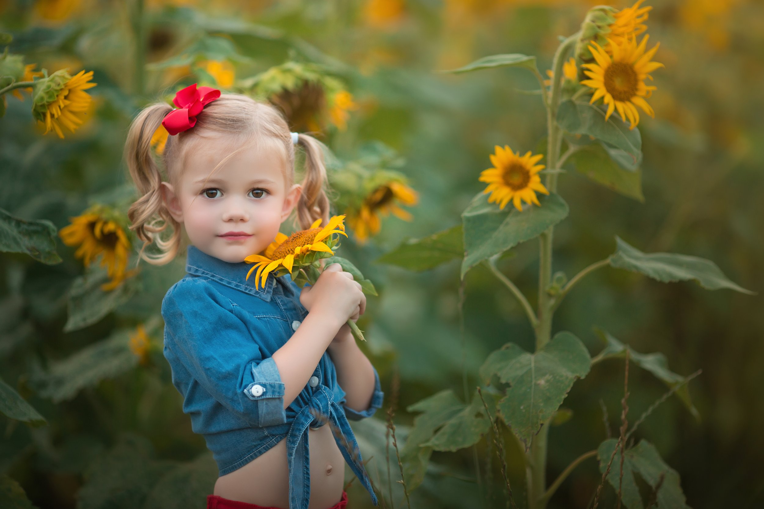 Willow Sunflower 2 July 2017.jpg