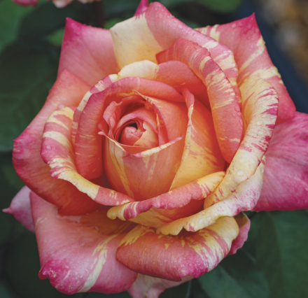 Peach Swirl Rose