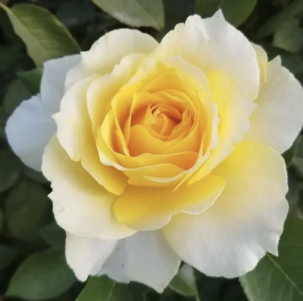 Quest for Zest Rose