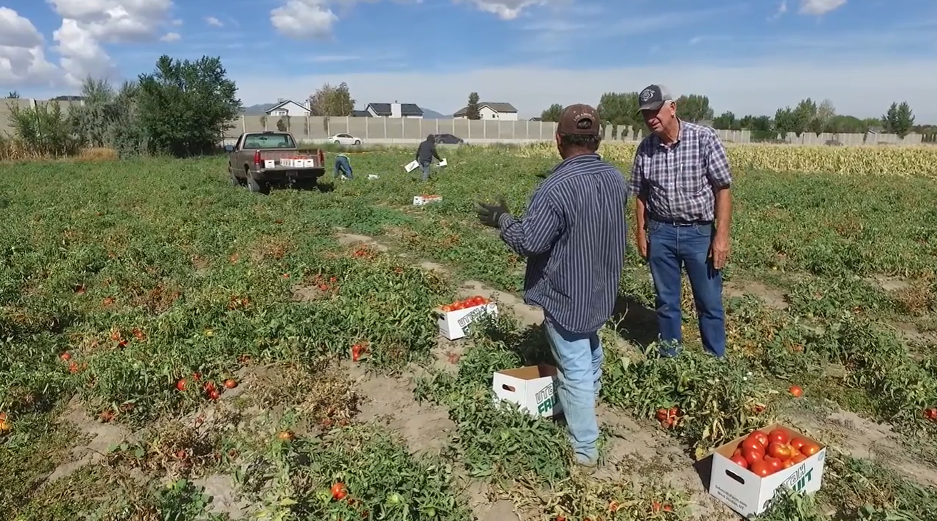 People harvesting Schmidt tomatoes in a farm field on a sunny day.