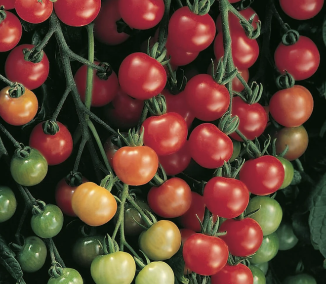 Super Sweet 100 Tomato