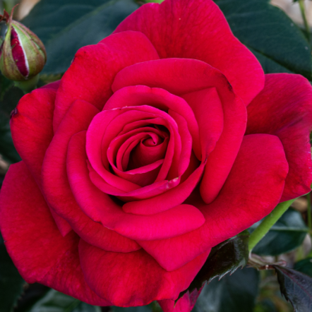 Lasting Love Rose